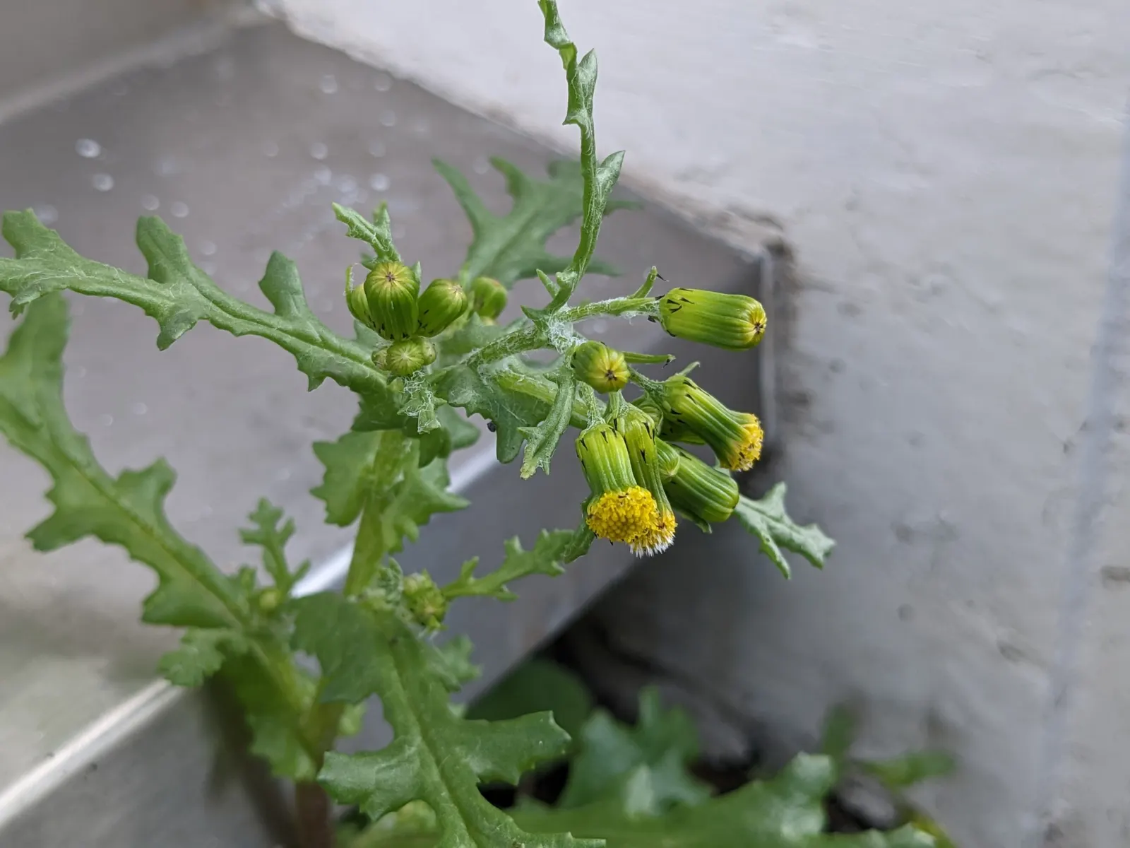 Silver Dormouse Brachyglottis (Brachyglottis 'Silver Dormouse') — making it a valuable and low-effort choice for clients seeking lasting impact, image 53