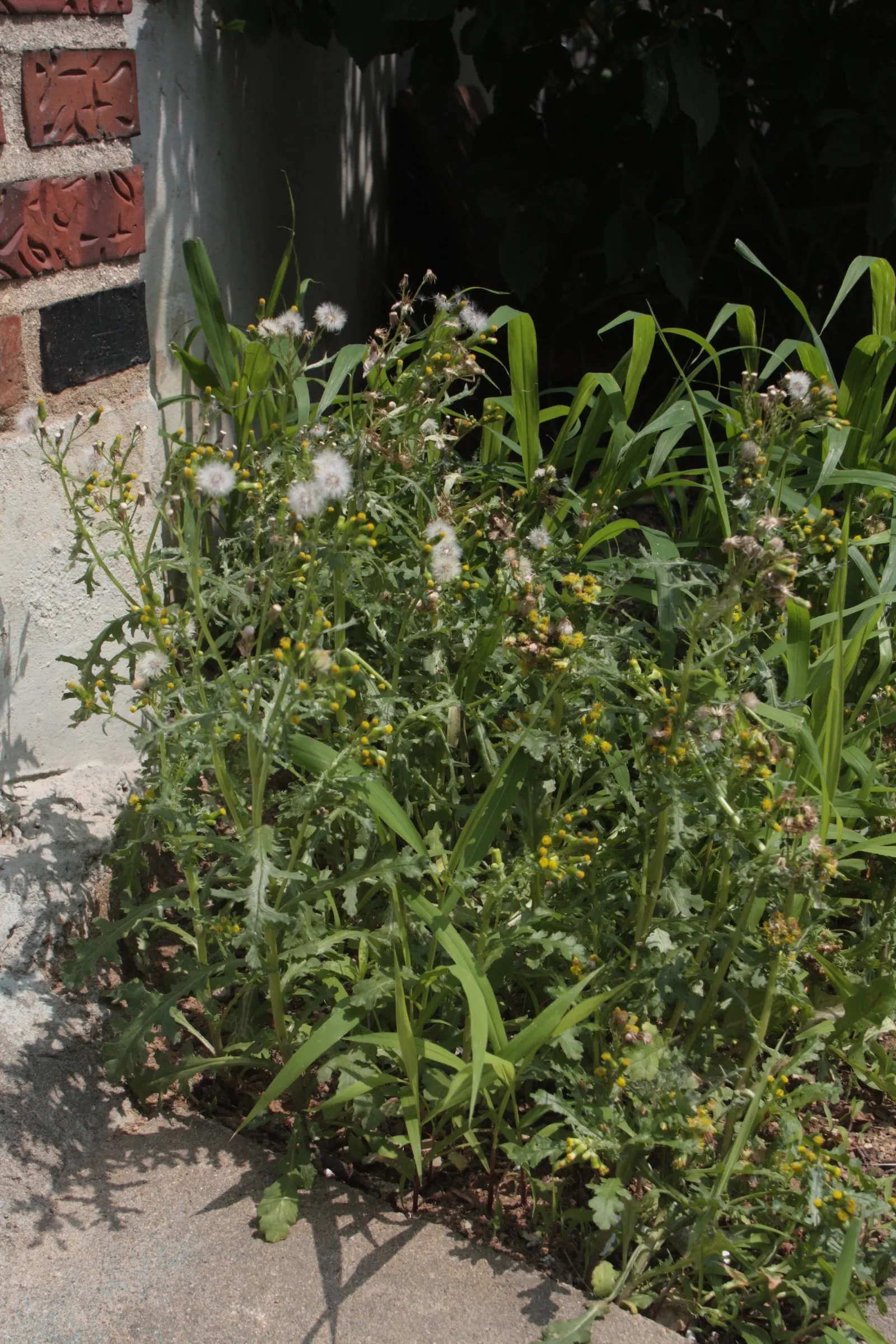 Silver Dormouse Brachyglottis (Brachyglottis 'Silver Dormouse') — It matures at about 3 ft in height and width; brachyglottis 'Silver Dormouse' is, image 59