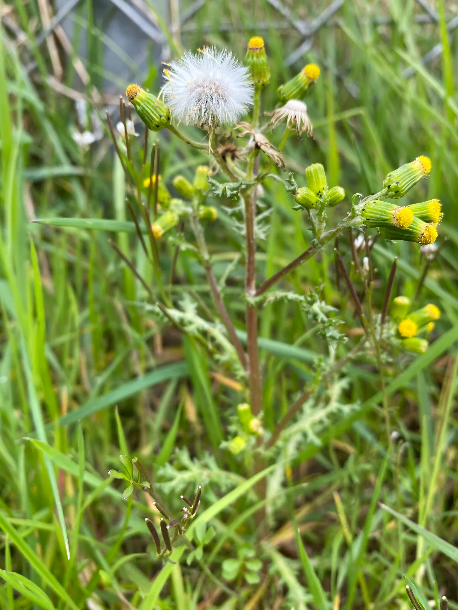 Silver Dormouse Brachyglottis (Brachyglottis 'Silver Dormouse') — Its daisy-like yellow flowers bloom in summer, adding a cheerful pop of color; making it a