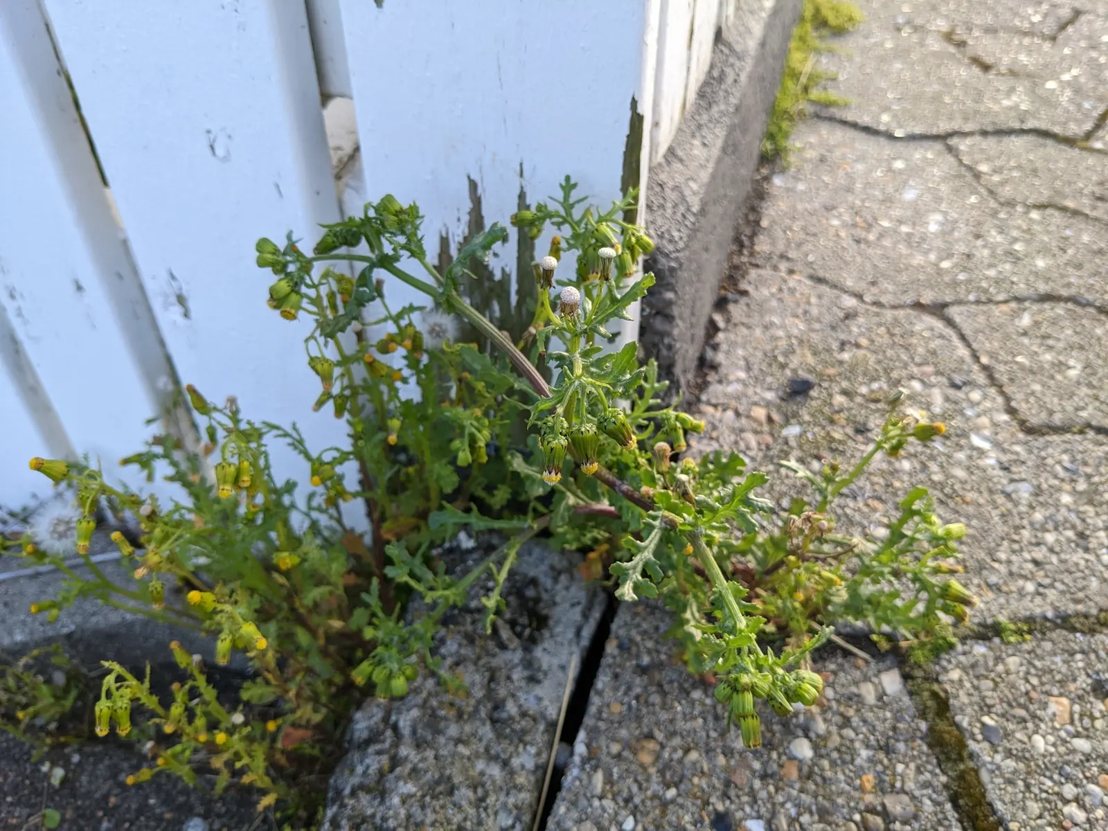 Silver Dormouse Brachyglottis (Brachyglottis 'Silver Dormouse') — making this cultivar an exceptional choice for borders; or container, image 94