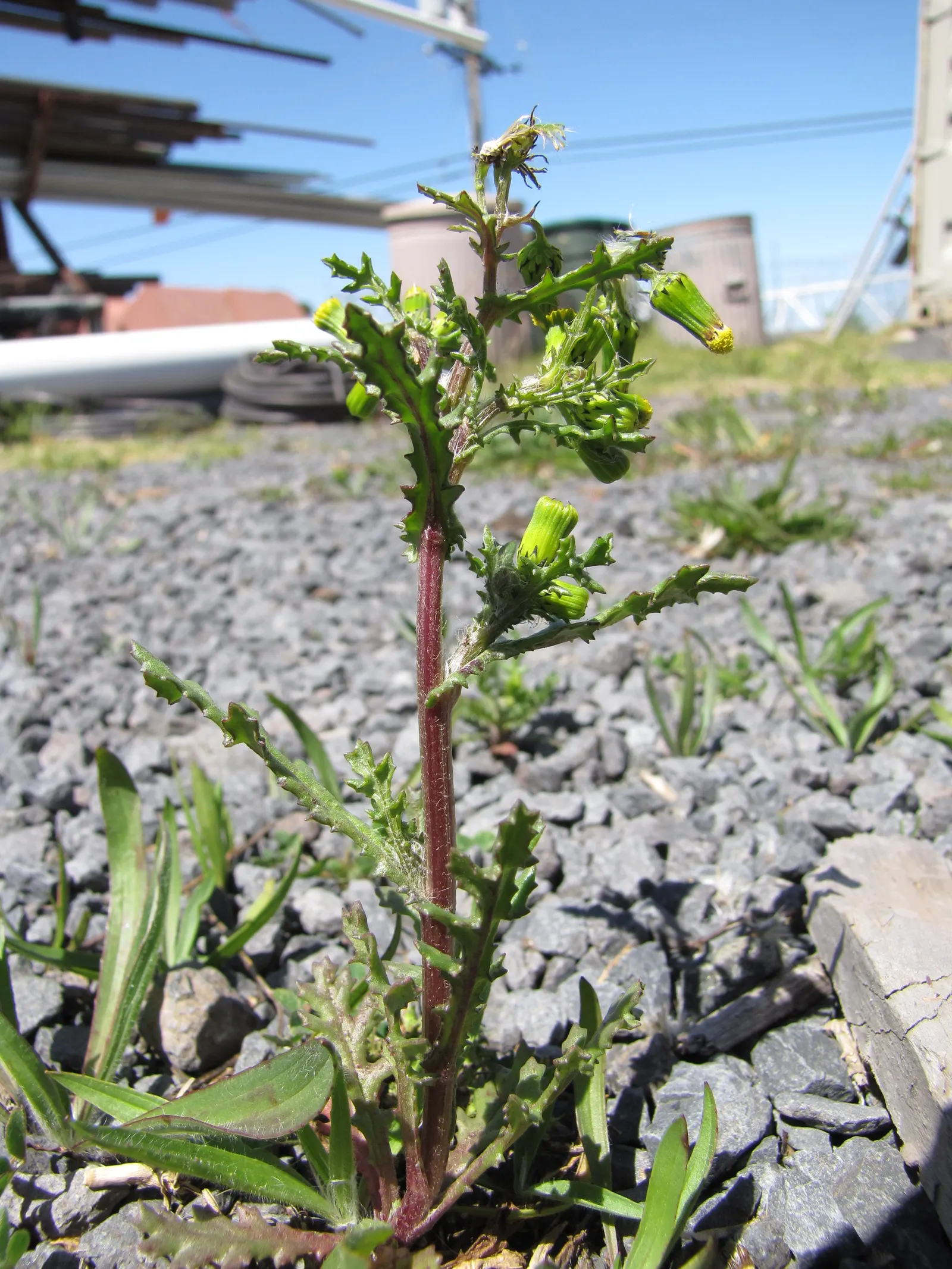 Silver Dormouse Brachyglottis (Brachyglottis 'Silver Dormouse') — consider its role in providing year-round interest due to its foliage