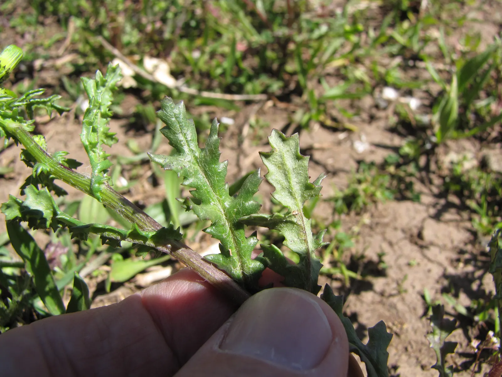 Silver Dormouse Brachyglottis (Brachyglottis 'Silver Dormouse') — silvery-gray foliage with a felt-like texture; or container plantings.<br><br>The ovate