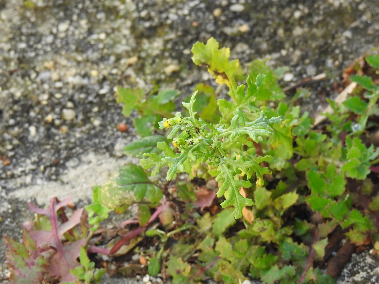 Silver Dormouse Brachyglottis (Brachyglottis 'Silver Dormouse') — This tactile quality adds a sensory element to garden designs, inviting touch and, image 42