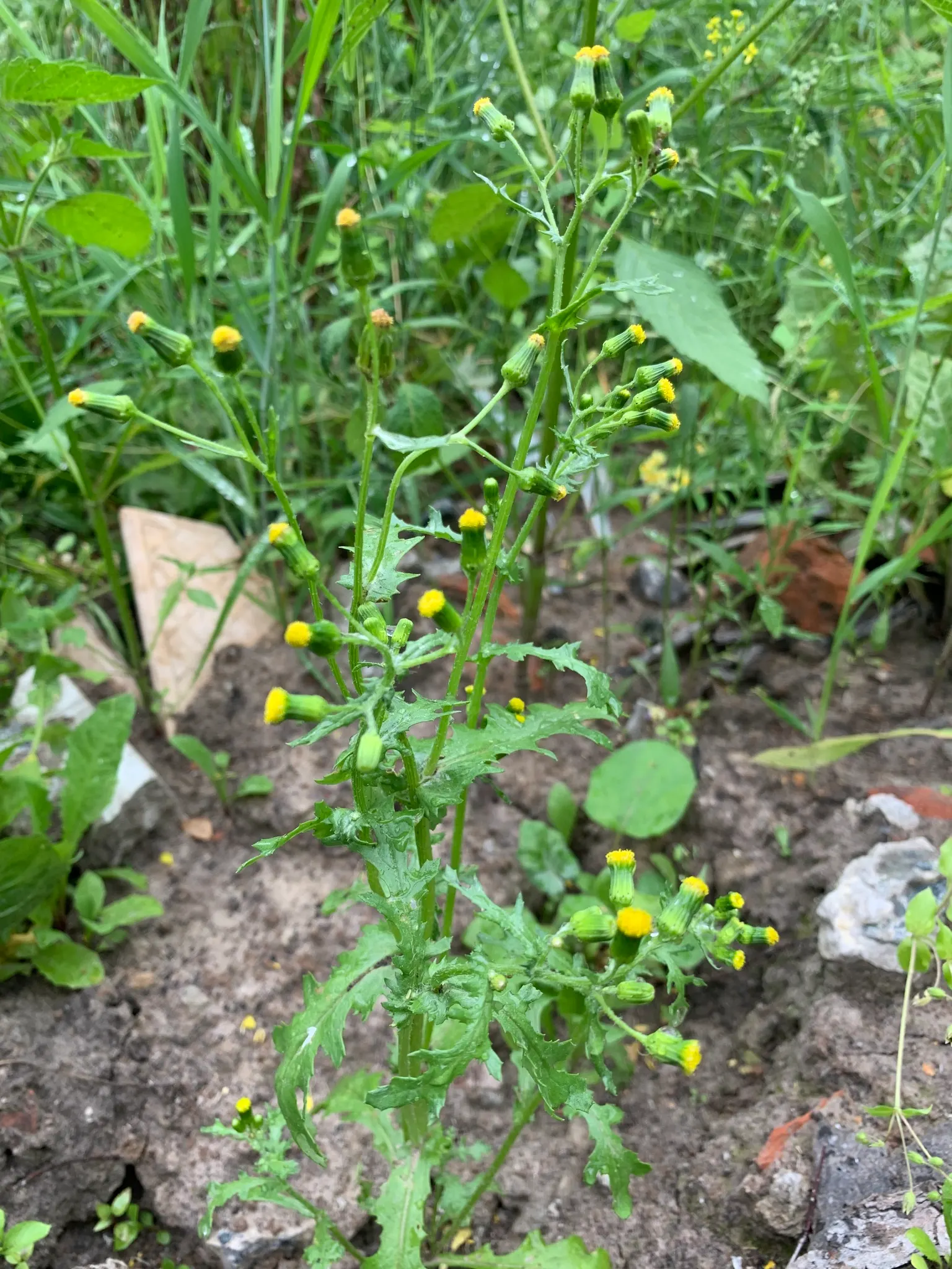 Silver Dormouse Brachyglottis (Brachyglottis 'Silver Dormouse') — provided they are well-drained; brachyglottis 'Silver Dormouse' is adaptable to, image 103