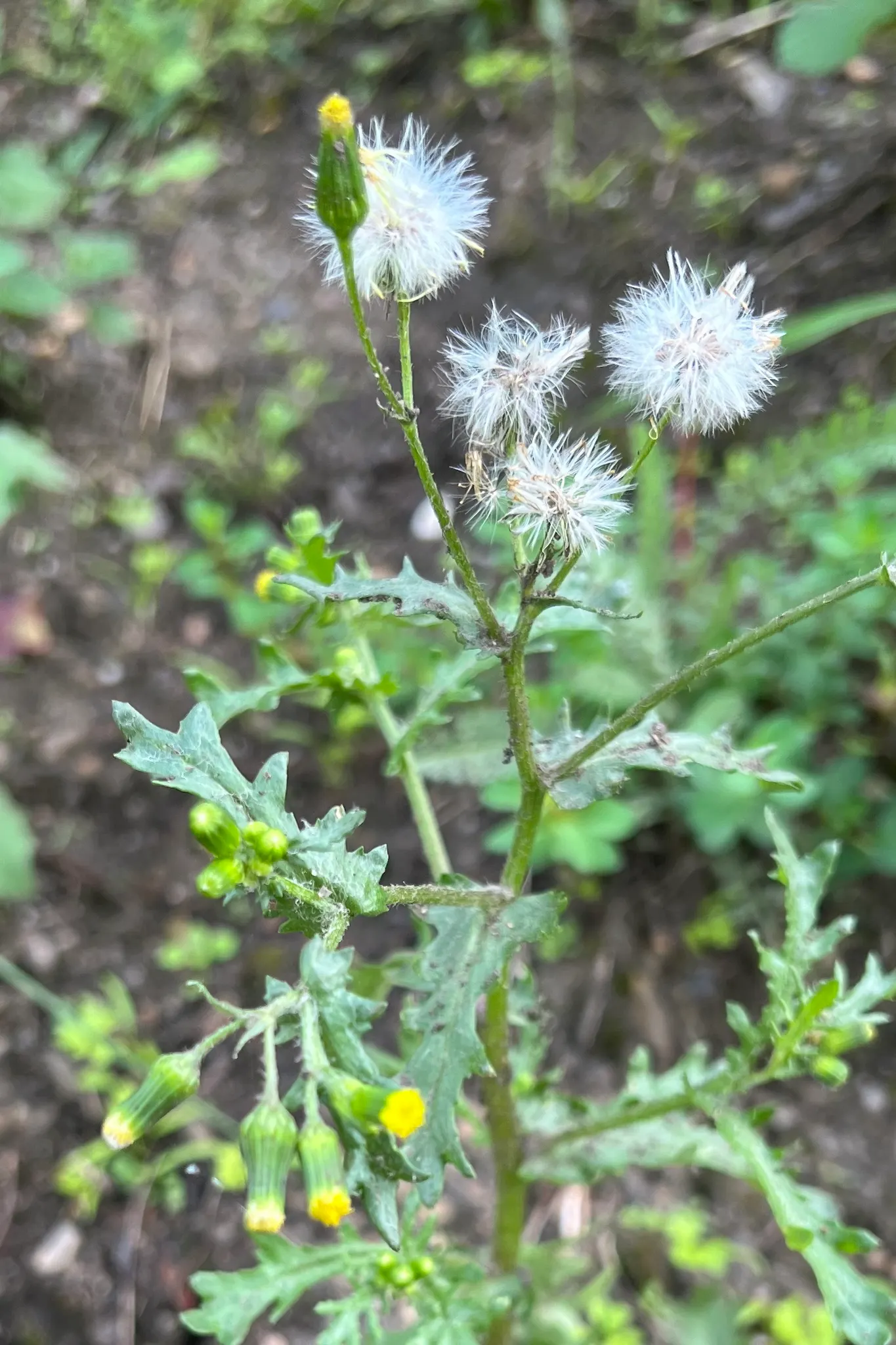 Silver Dormouse Brachyglottis (Brachyglottis 'Silver Dormouse') — Its daisy-like yellow flowers bloom in summer, adding a cheerful pop of color, image 116