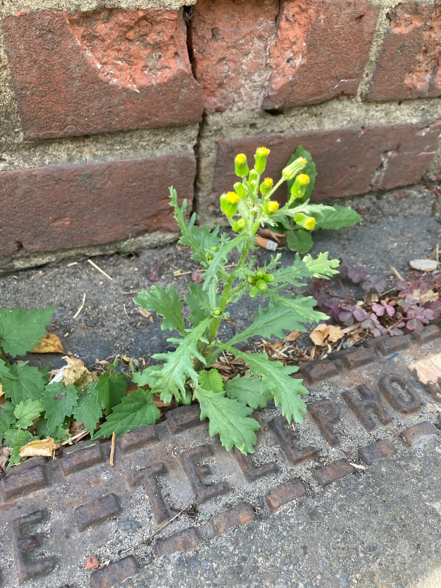 Silver Dormouse Brachyglottis (Brachyglottis 'Silver Dormouse') — is a compact shrub featuring striking; its daisy-like yellow flowers bloom in, image 85