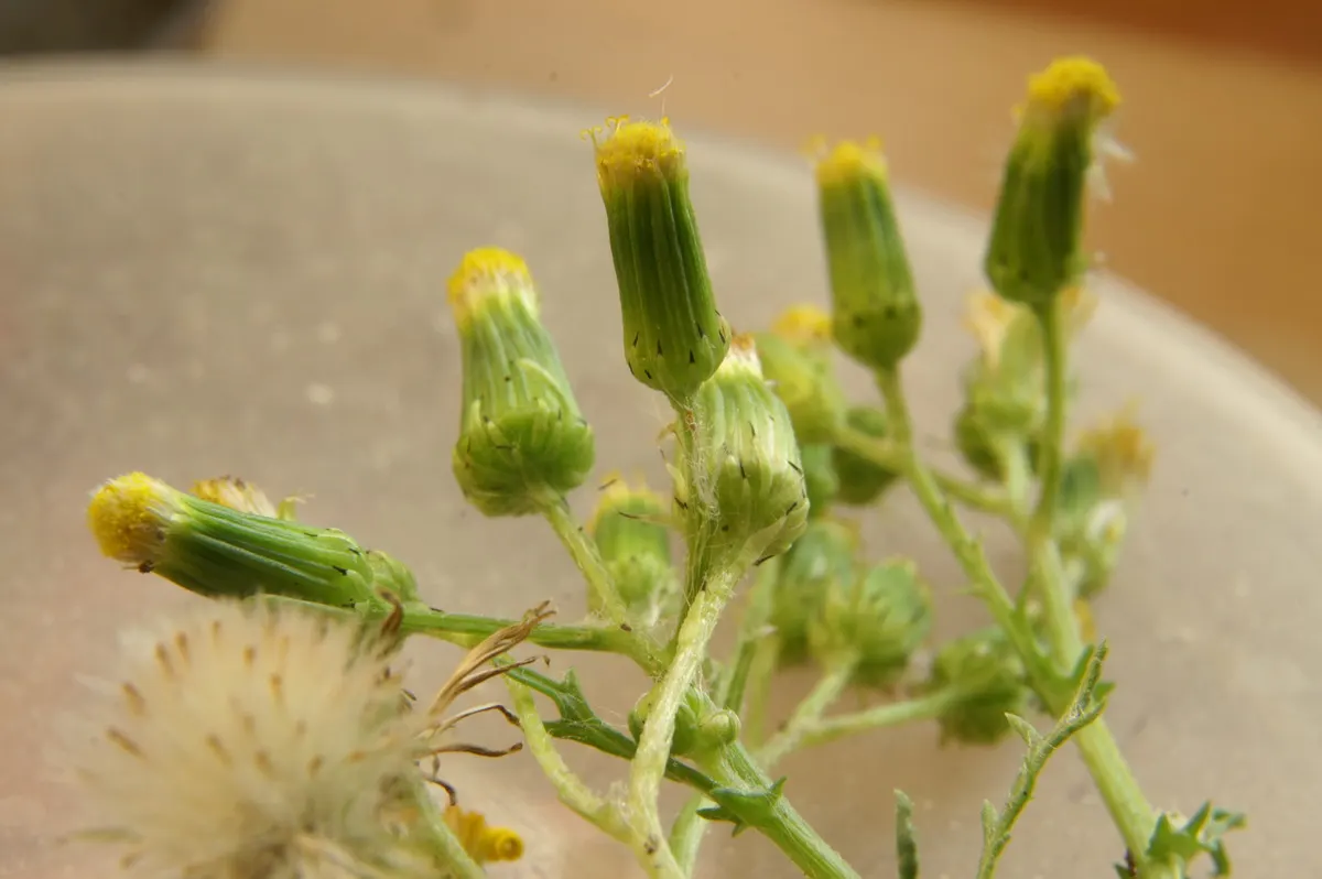 Silver Dormouse Brachyglottis (Brachyglottis 'Silver Dormouse') — shrub with yellow blooms; brachyglottis 'Silver Dormouse' is adaptable to, image 83