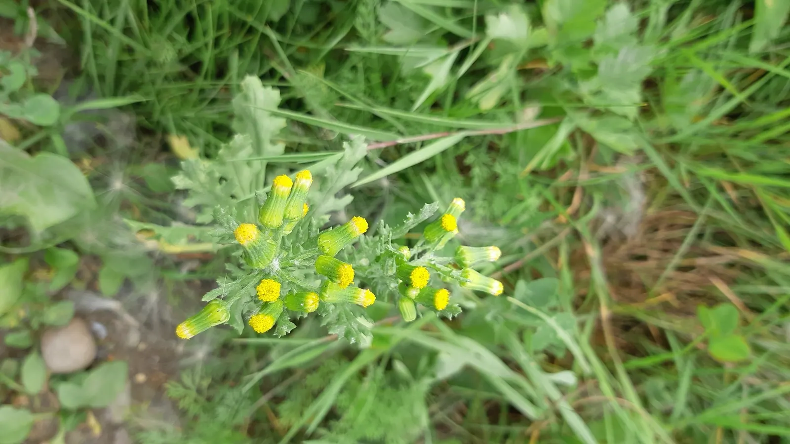 Silver Dormouse Brachyglottis (Brachyglottis 'Silver Dormouse') — yellow flowers in the garden; or container plantings.<br><br>The ovate, image 110