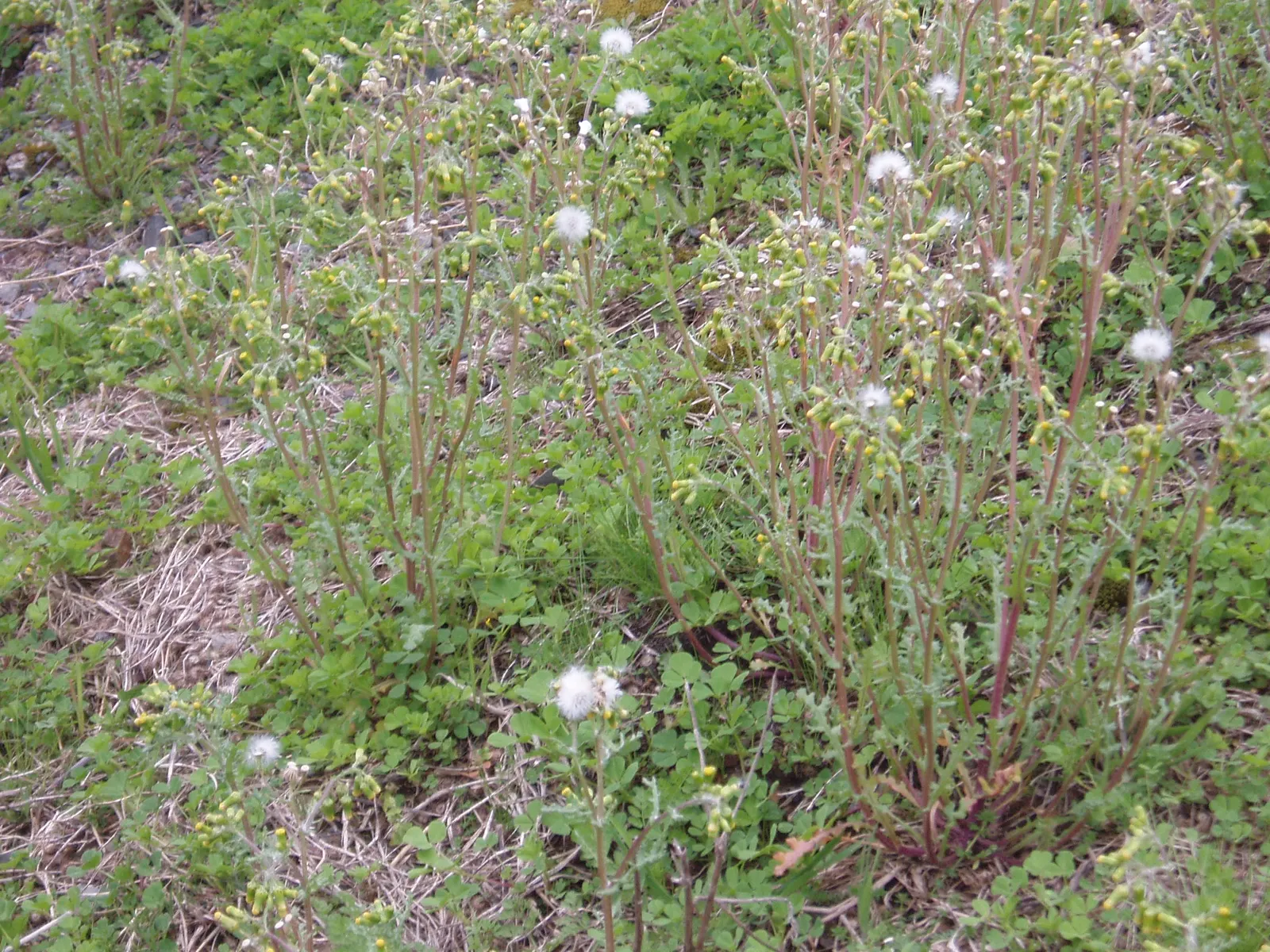 Silver Dormouse Brachyglottis (Brachyglottis 'Silver Dormouse') — with occasional pruning to maintain its shape and encourage bushier growth, image 108