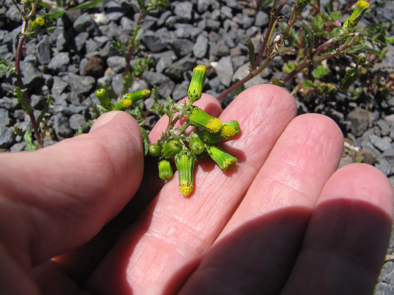 Silver Dormouse Brachyglottis (Brachyglottis 'Silver Dormouse') — shrub for full; making it a valuable and low-effort choice for clients seeking lasting impact