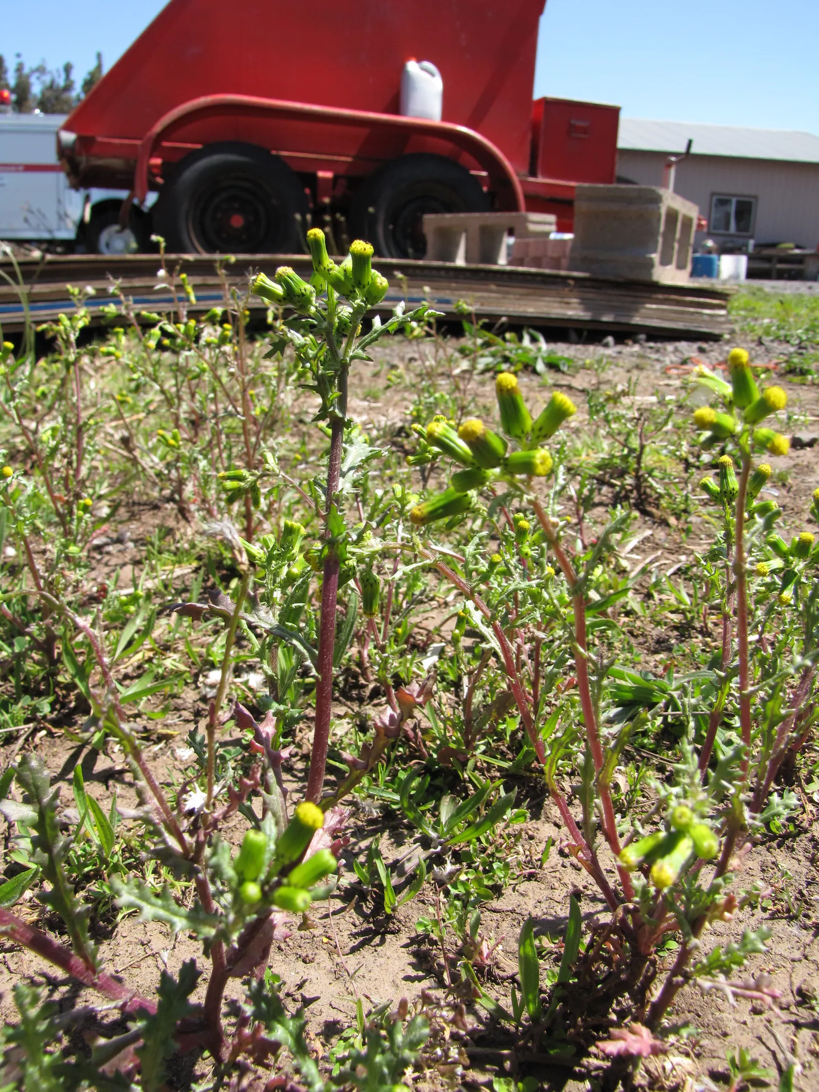 Silver Dormouse Brachyglottis (Brachyglottis 'Silver Dormouse') — provided they are well-drained; brachyglottis 'Silver Dormouse' is adaptable to, image 75