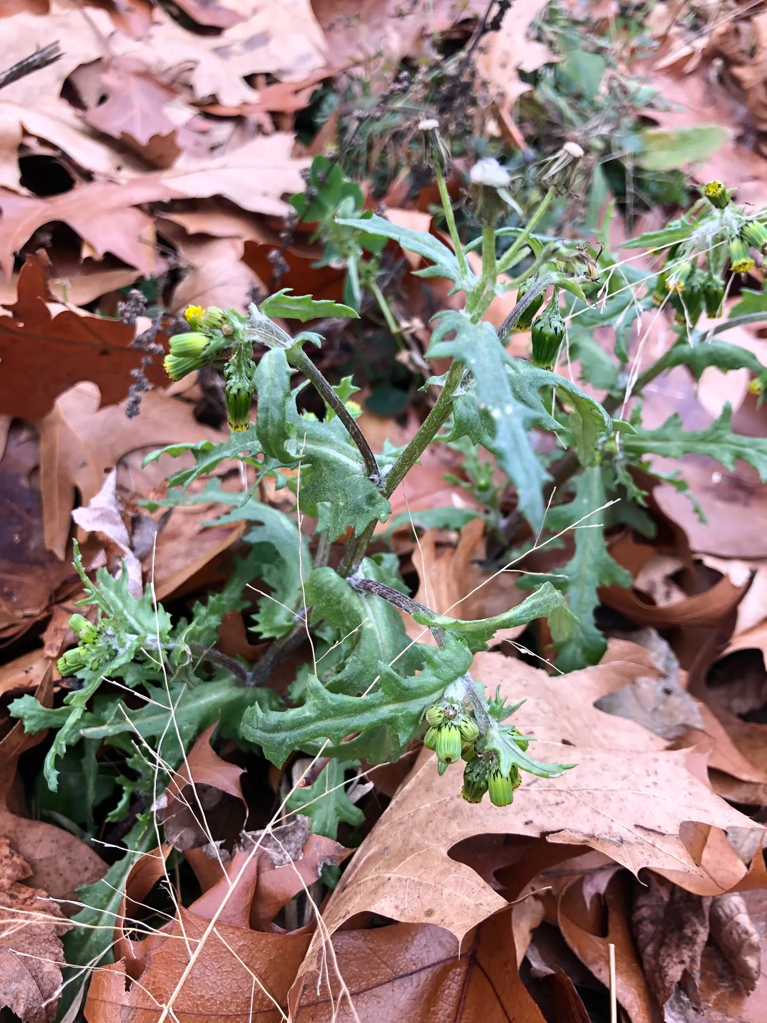 Silver Dormouse Brachyglottis (Brachyglottis 'Silver Dormouse') — yellow flowers in the garden; or container plantings.<br><br>The ovate