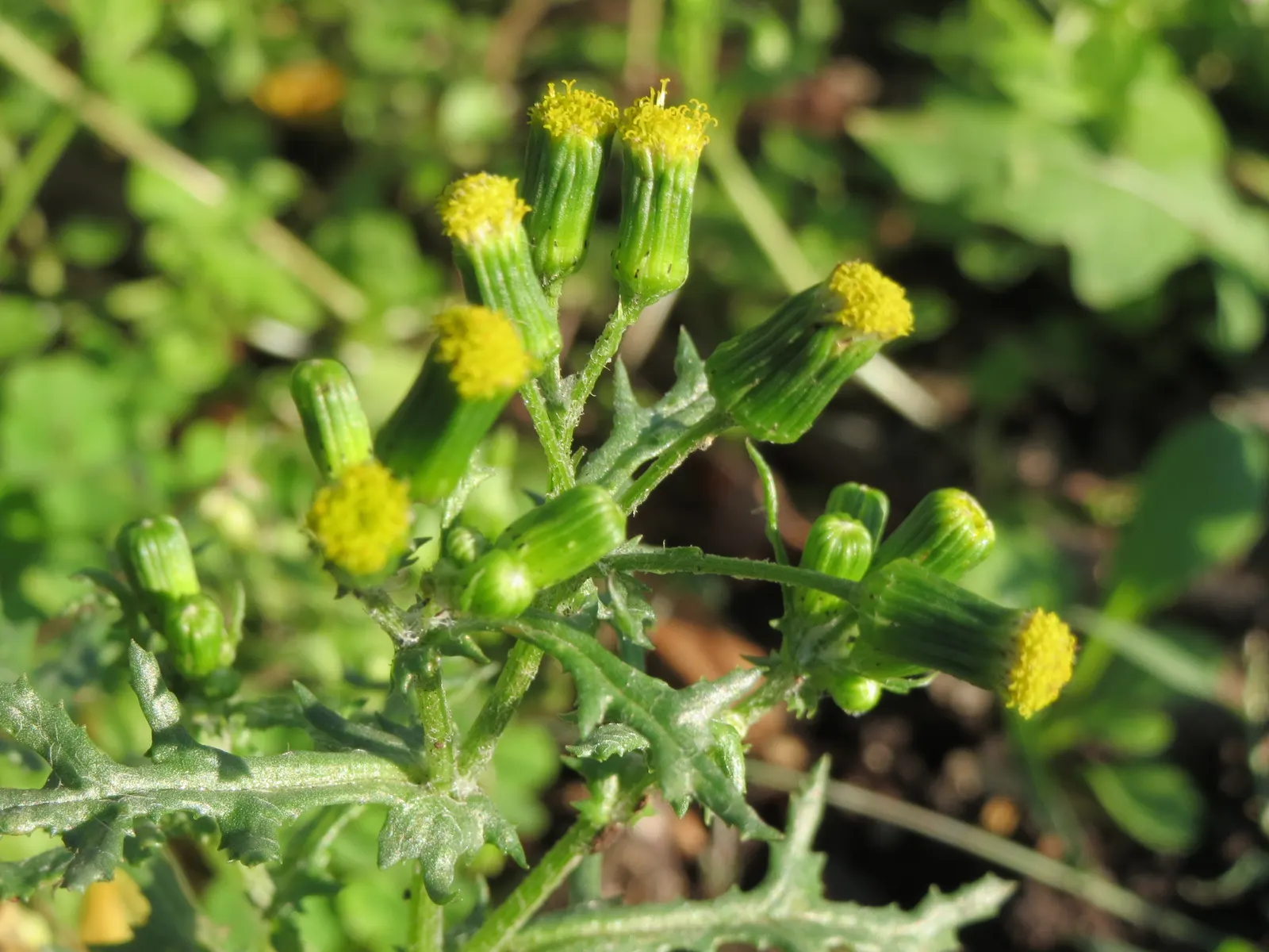 Silver Dormouse Brachyglottis (Brachyglottis 'Silver Dormouse') — It matures at about 3 ft in height and width; brachyglottis 'Silver Dormouse' is, image 115