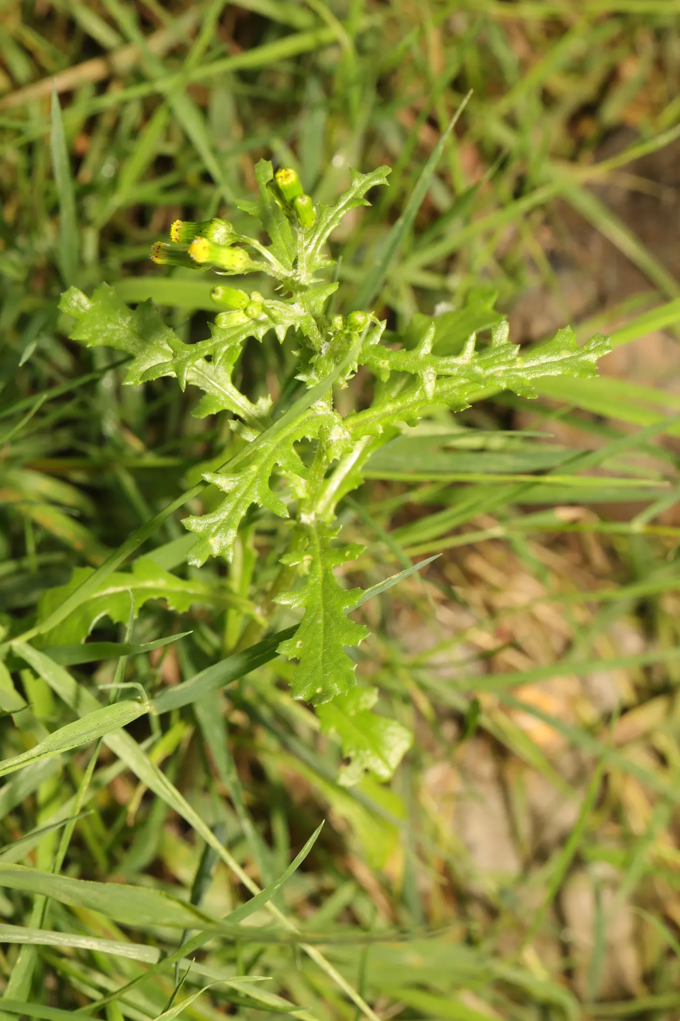 Silver Dormouse Brachyglottis (Brachyglottis 'Silver Dormouse') — alongside seasonal color with its blooms - a charismatic addition that offers, image 106