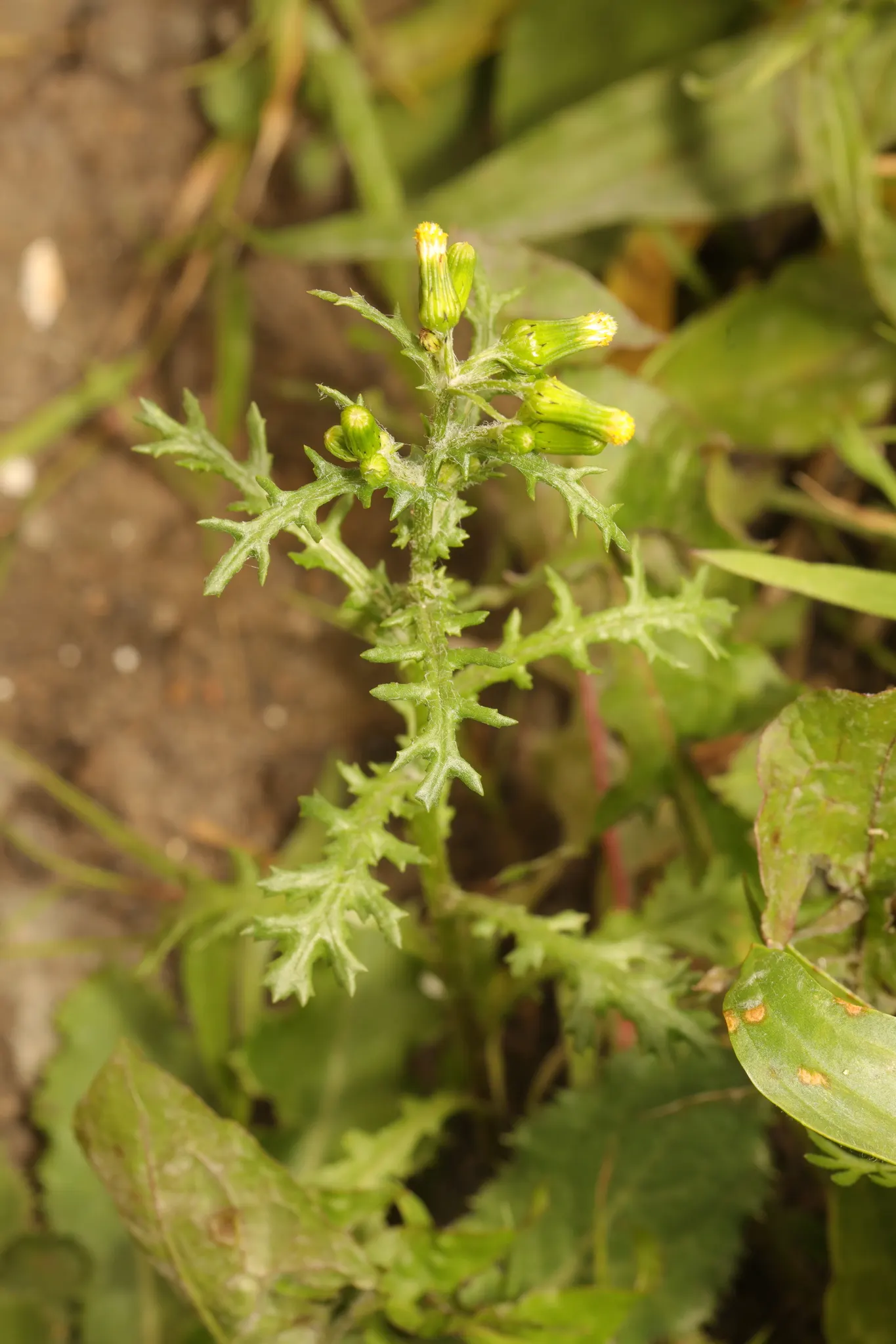 Silver Dormouse Brachyglottis (Brachyglottis 'Silver Dormouse') — shrub with yellow blooms; brachyglottis 'Silver Dormouse' is adaptable to different soil types