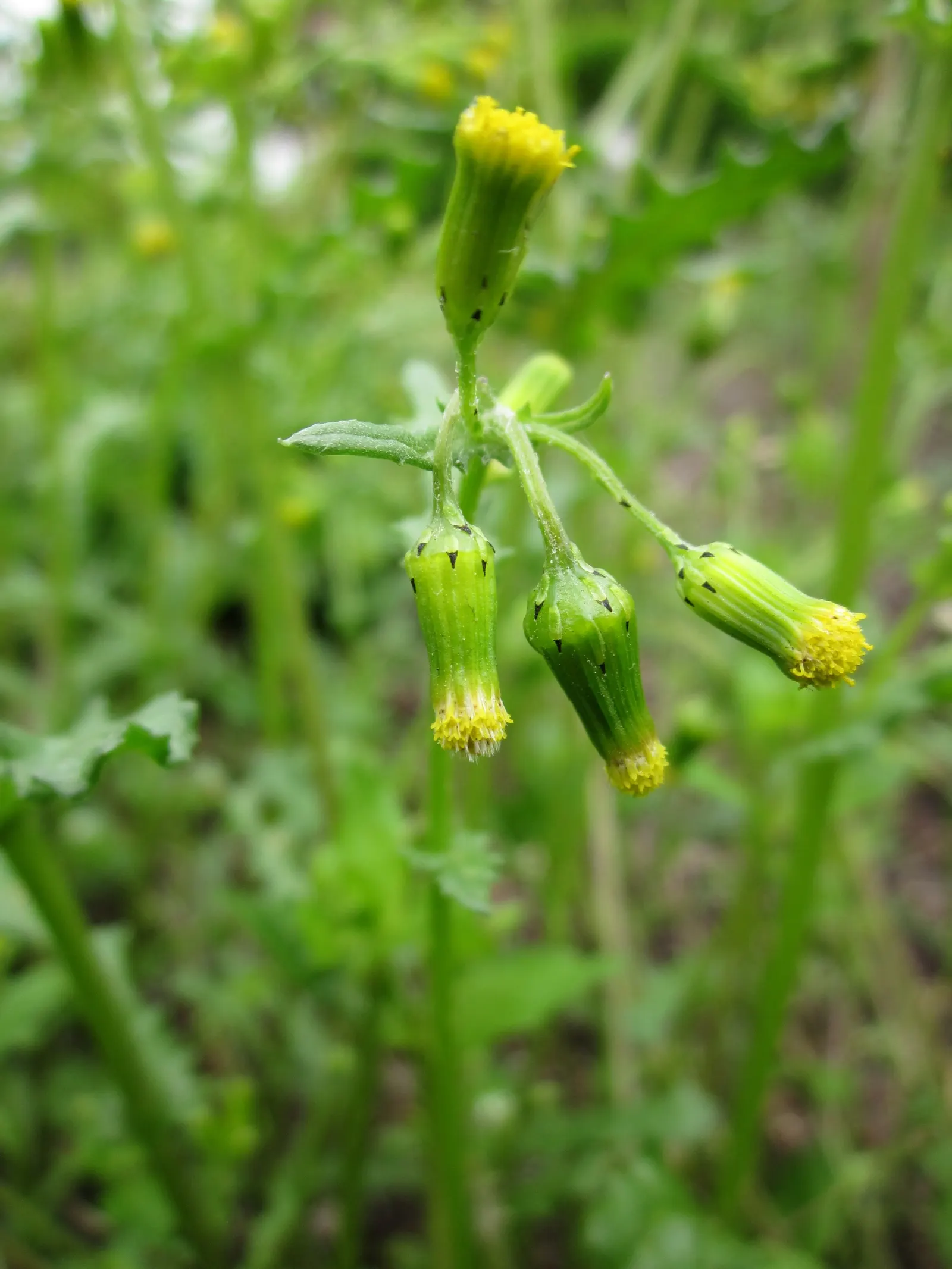 Silver Dormouse Brachyglottis (Brachyglottis 'Silver Dormouse') — or container plantings.<br><br>The ovate; brachyglottis 'Silver Dormouse' is, image 67