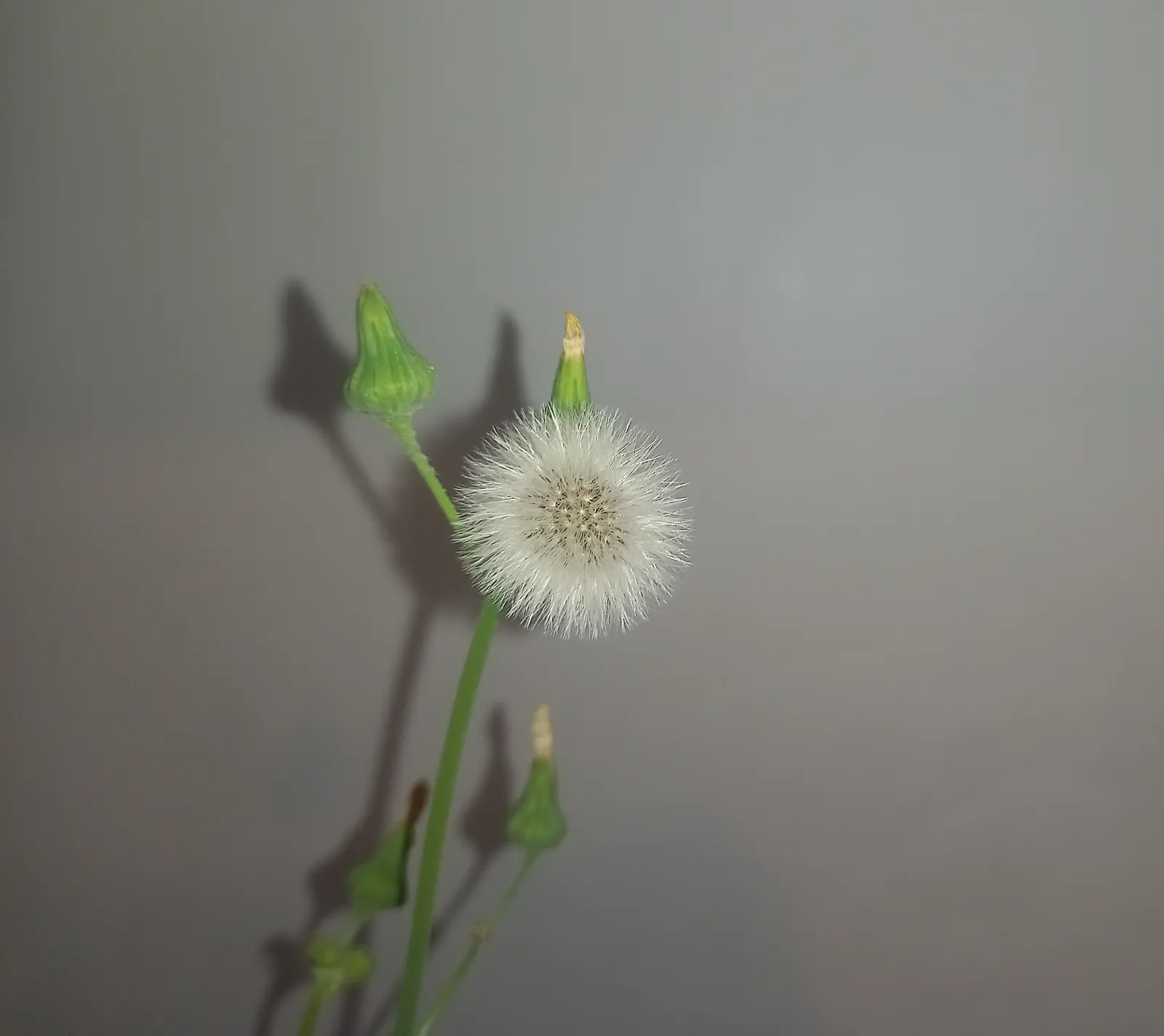 Silver Dormouse Brachyglottis (Brachyglottis 'Silver Dormouse') — This plant requires minimal maintenance; brachyglottis 'Silver Dormouse' is, image 79