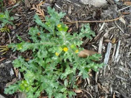 Silver Dormouse Brachyglottis (Brachyglottis 'Silver Dormouse') — silvery-gray foliage with a felt-like texture; or container plantings.<br><br>The, image 114