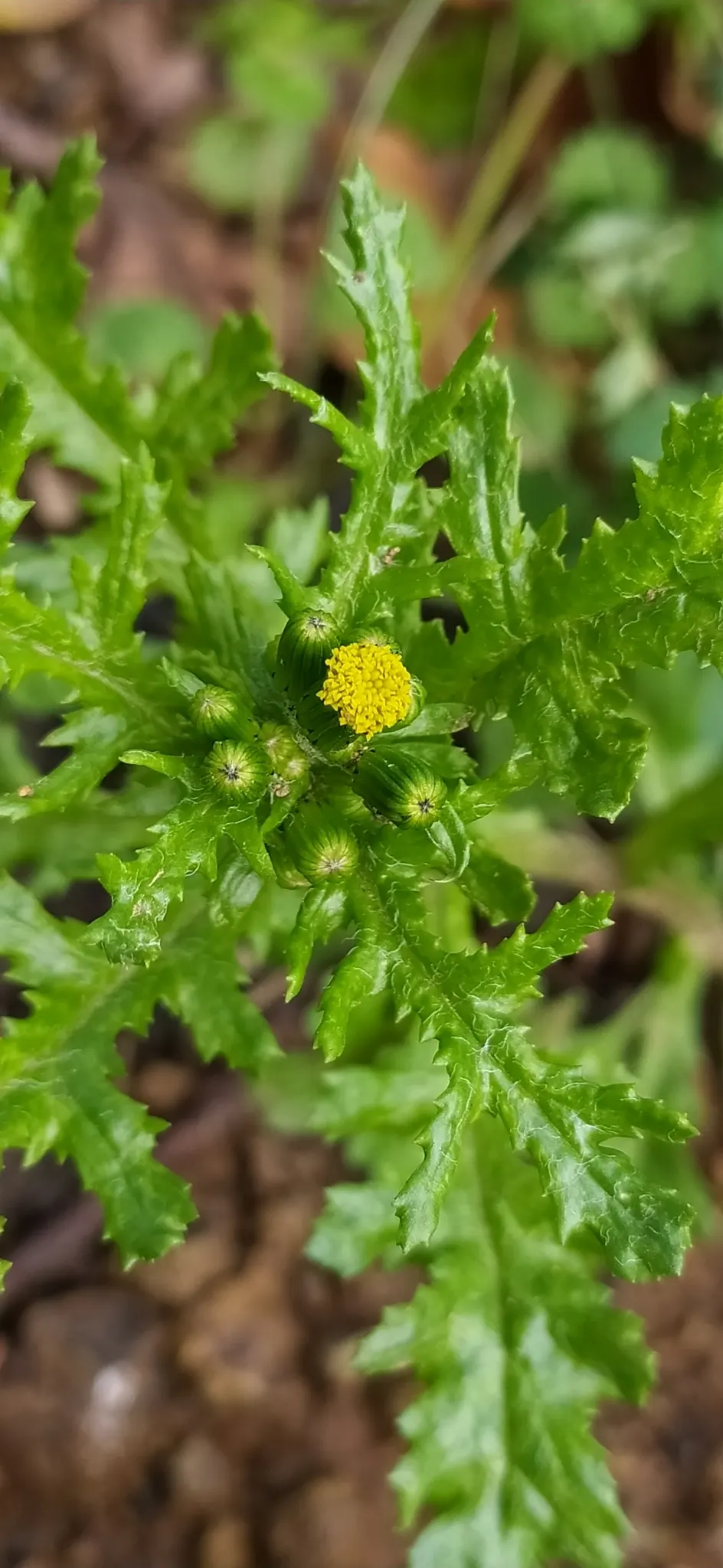 Silver Dormouse Brachyglottis (Brachyglottis 'Silver Dormouse') — highly favored for its unique silvery-gray foliage and compact growth habit; making it a