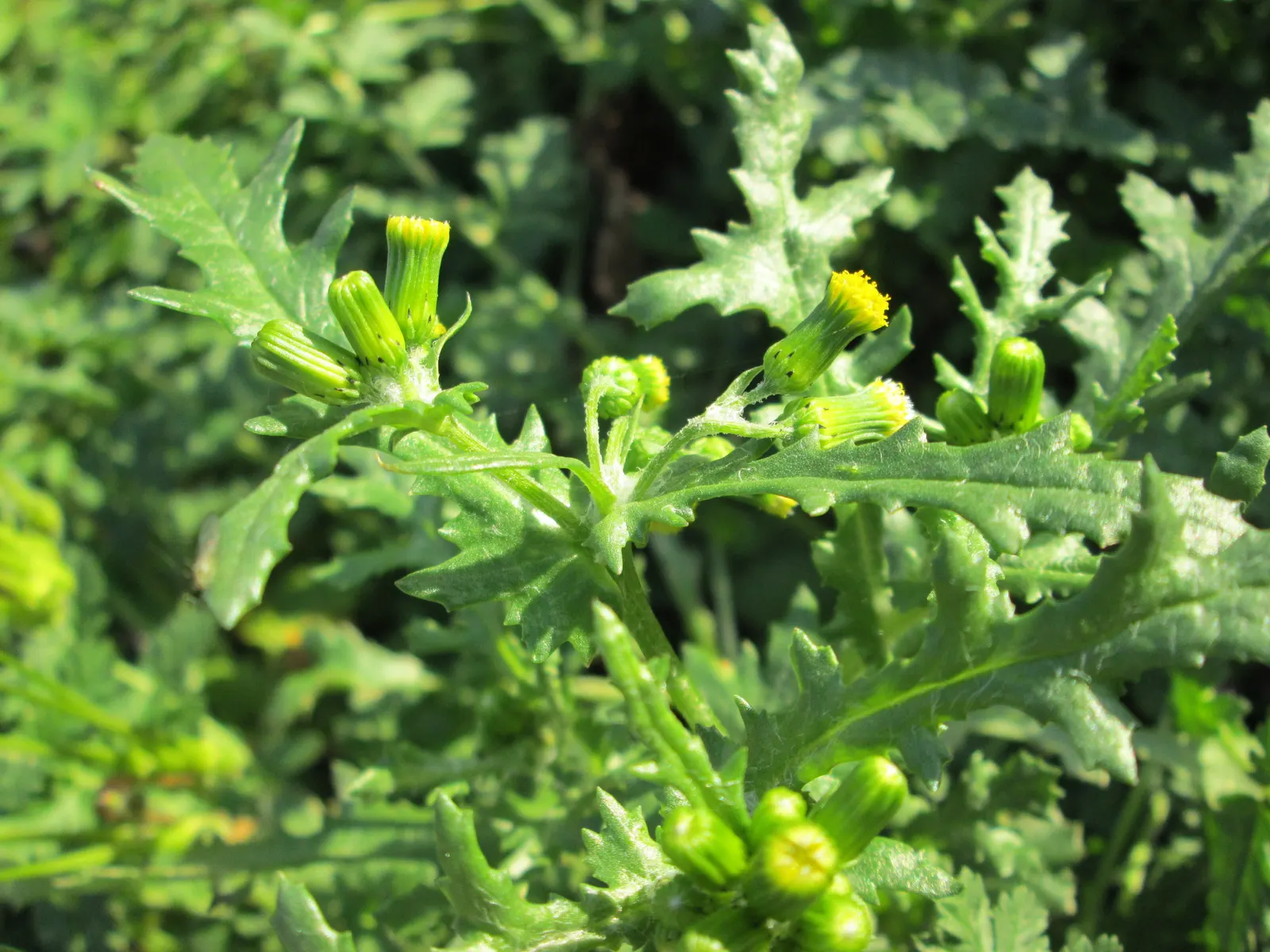 Silver Dormouse Brachyglottis (Brachyglottis 'Silver Dormouse') — Drought-tolerant and low-maintenance, this evergreen prefers well-drained soil and full sun