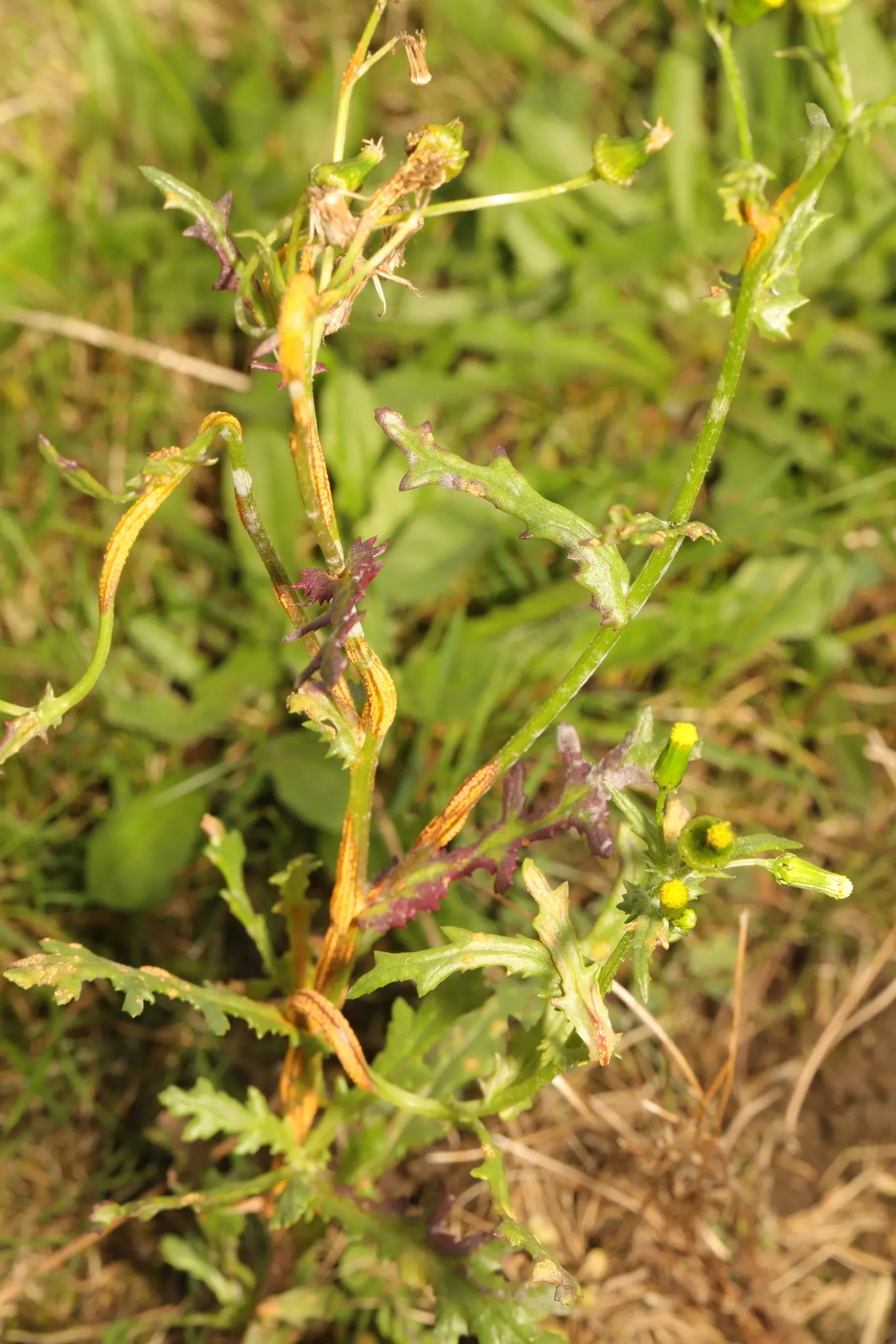Silver Dormouse Brachyglottis (Brachyglottis 'Silver Dormouse') — highly favored for its unique silvery-gray foliage and compact growth habit, image 64