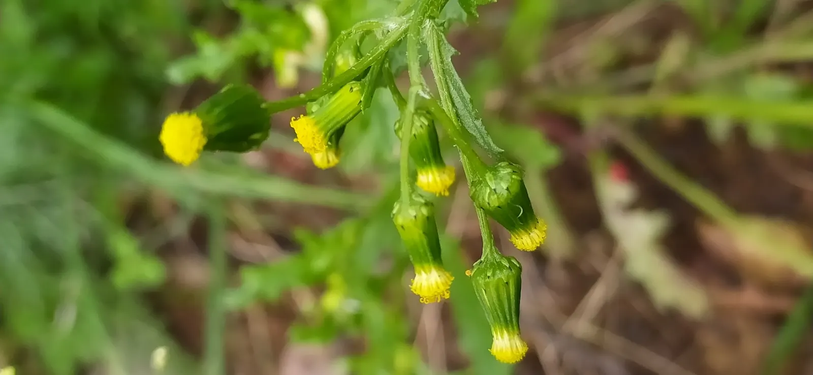 Silver Dormouse Brachyglottis (Brachyglottis 'Silver Dormouse') — alongside seasonal color with its blooms - a charismatic addition that offers visual and