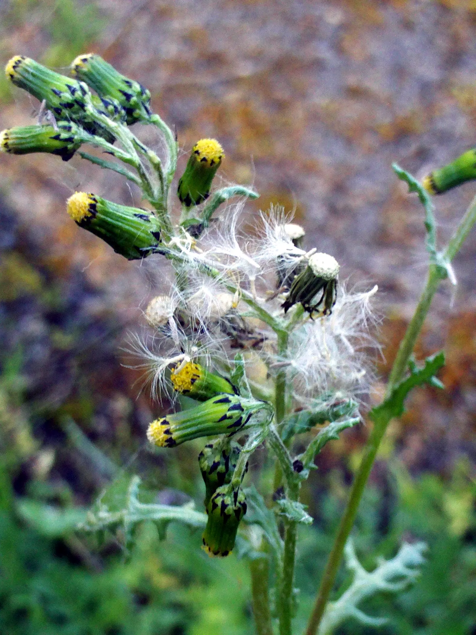 Silver Dormouse Brachyglottis (Brachyglottis 'Silver Dormouse') — which glistens beautifully under the sunlight; its daisy-like yellow flowers, image 69