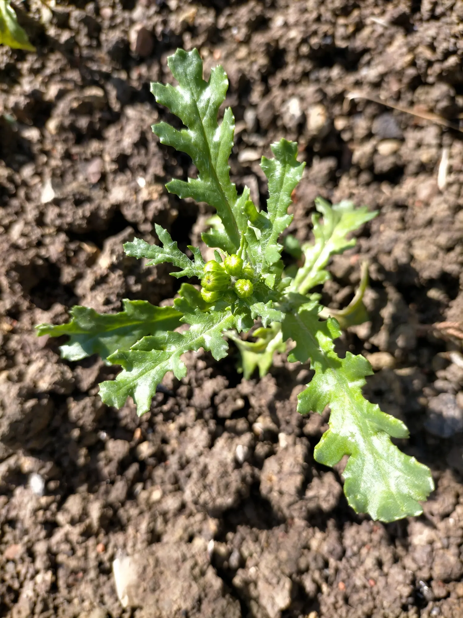 Silver Dormouse Brachyglottis (Brachyglottis 'Silver Dormouse') — yellow flowers in the garden