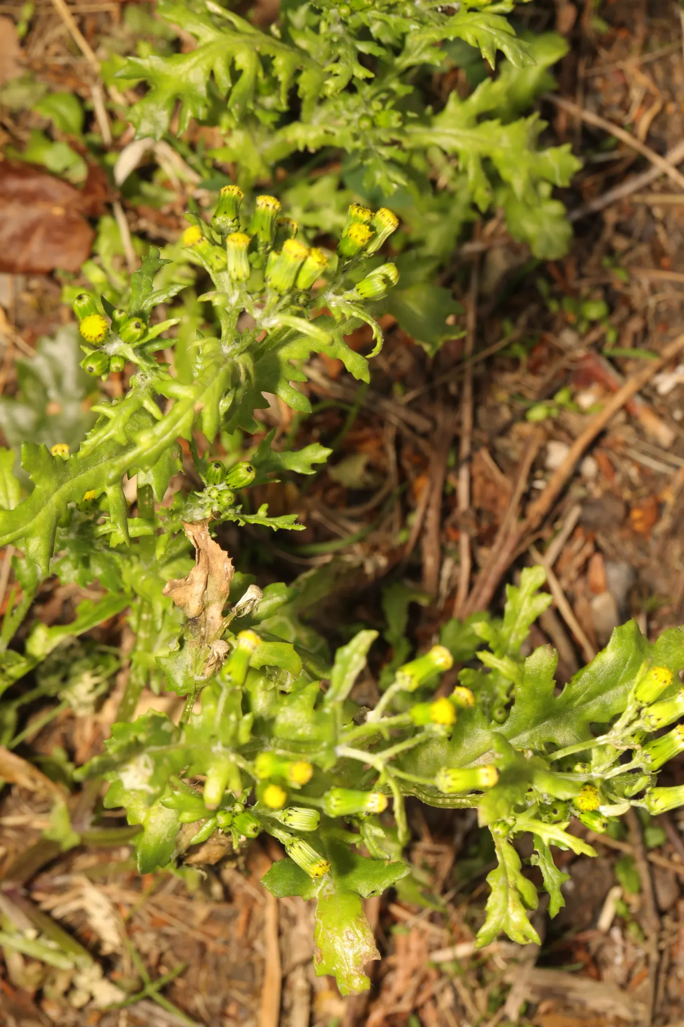 Silver Dormouse Brachyglottis (Brachyglottis 'Silver Dormouse') — These blossoms stand in contrast to the silver foliage and can attract a variety, image 44