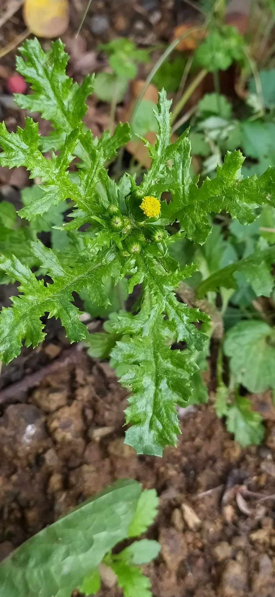 Silver Dormouse Brachyglottis (Brachyglottis 'Silver Dormouse') — Its daisy-like yellow flowers bloom in summer, adding a cheerful pop of color, image 88