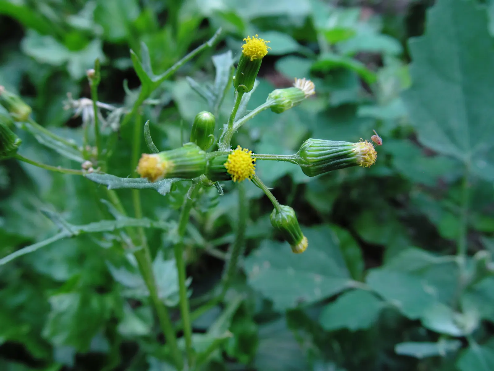 Silver Dormouse Brachyglottis (Brachyglottis 'Silver Dormouse') — This plant requires minimal maintenance; brachyglottis 'Silver Dormouse' is, image 107