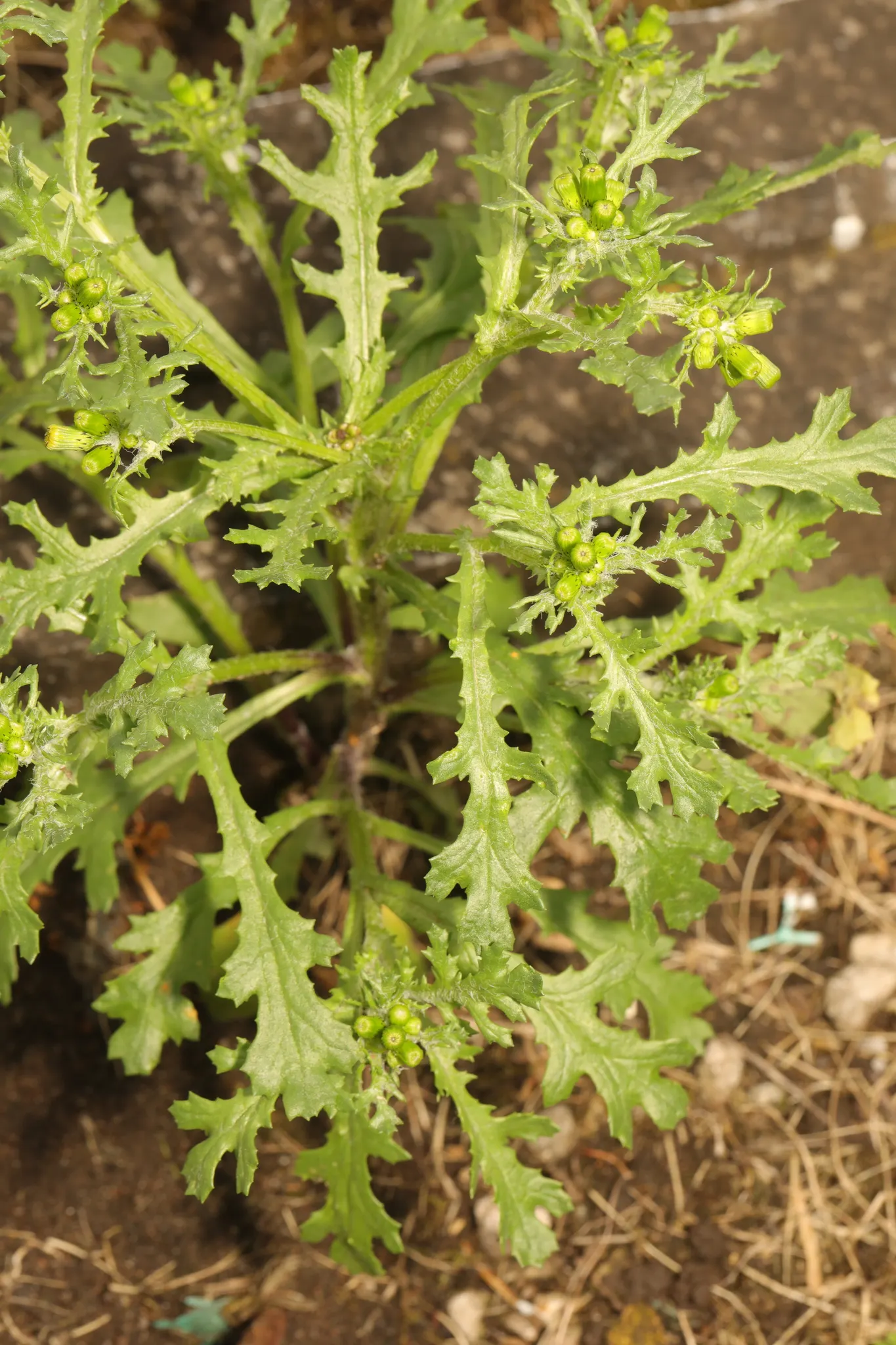 Silver Dormouse Brachyglottis (Brachyglottis 'Silver Dormouse') — This tactile quality adds a sensory element to garden designs, inviting touch and closer