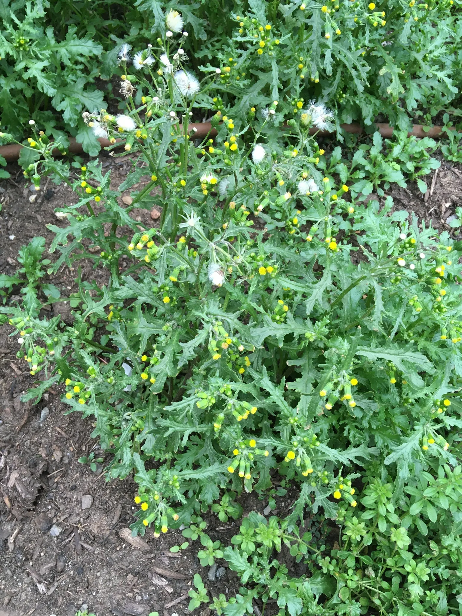 Silver Dormouse Brachyglottis (Brachyglottis 'Silver Dormouse') — daisy-like yellow flowers; brachyglottis 'Silver Dormouse' is adaptable to different soil