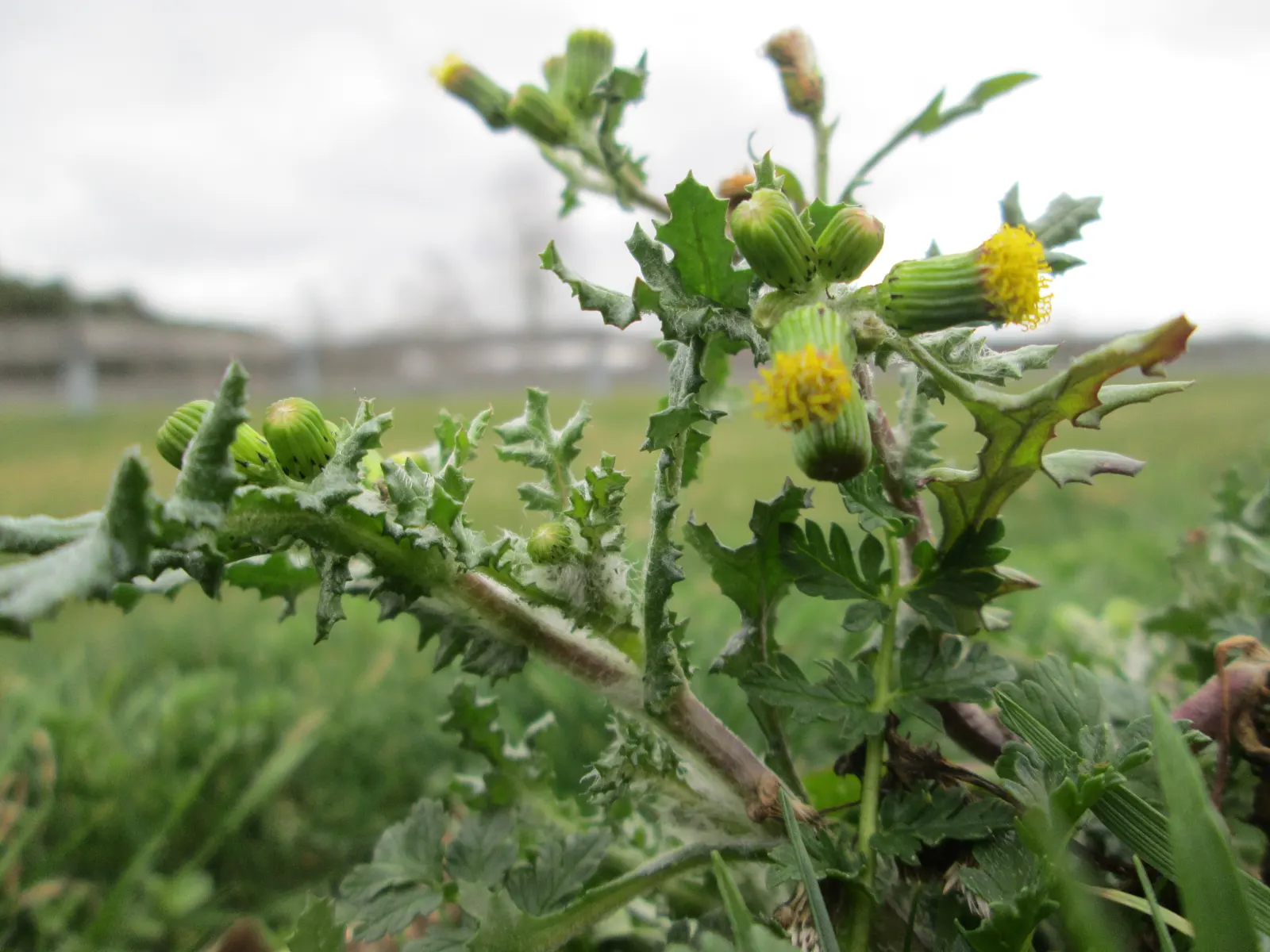 Silver Dormouse Brachyglottis (Brachyglottis 'Silver Dormouse') — is a compact shrub featuring striking