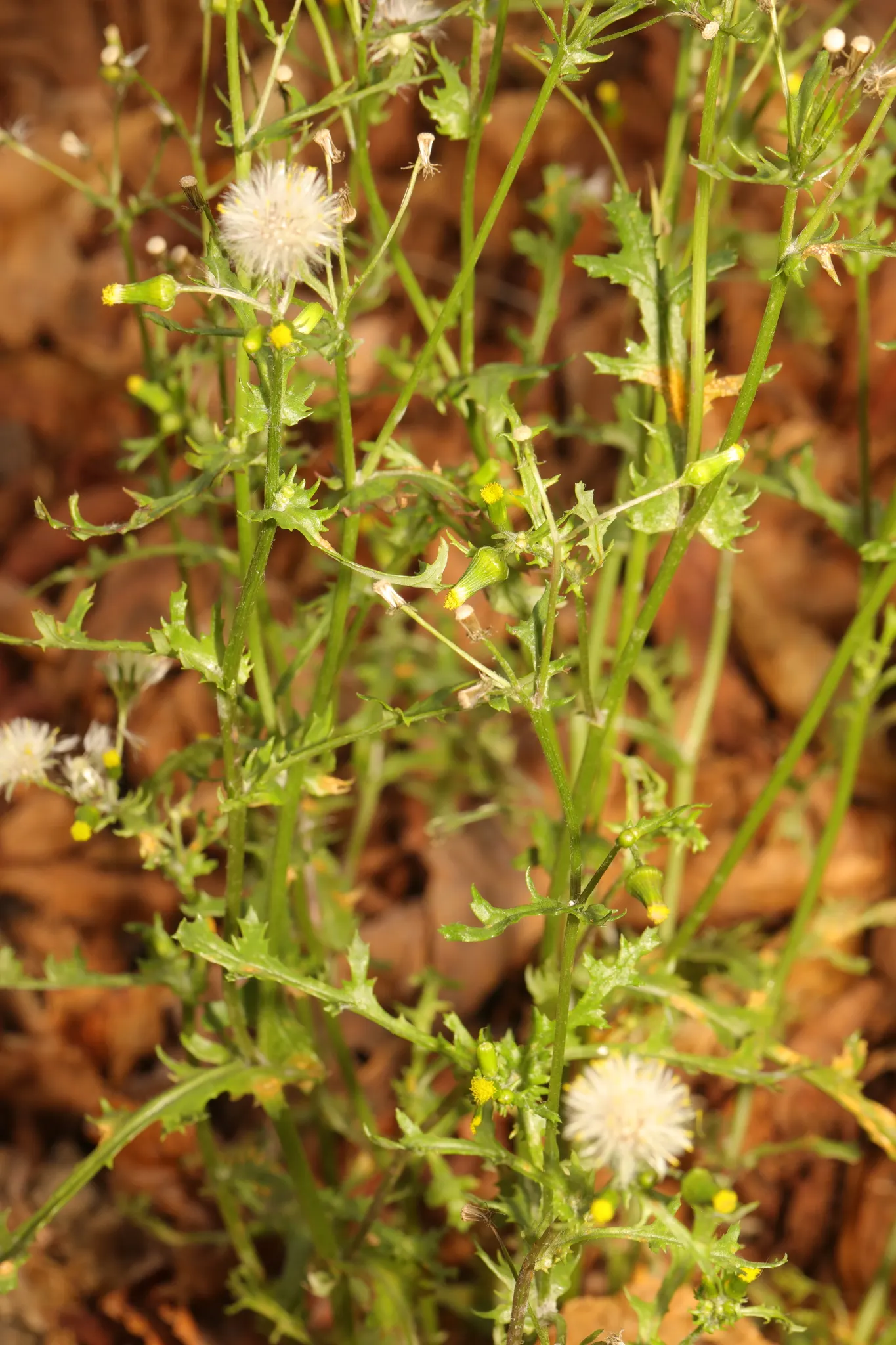 Silver Dormouse Brachyglottis (Brachyglottis 'Silver Dormouse') — Its daisy-like yellow flowers bloom in summer, adding a cheerful pop of color, image 60