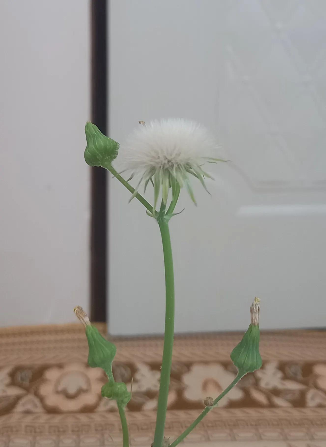 Silver Dormouse Brachyglottis (Brachyglottis 'Silver Dormouse') — highly favored for its unique silvery-gray foliage and compact growth habit, image 92