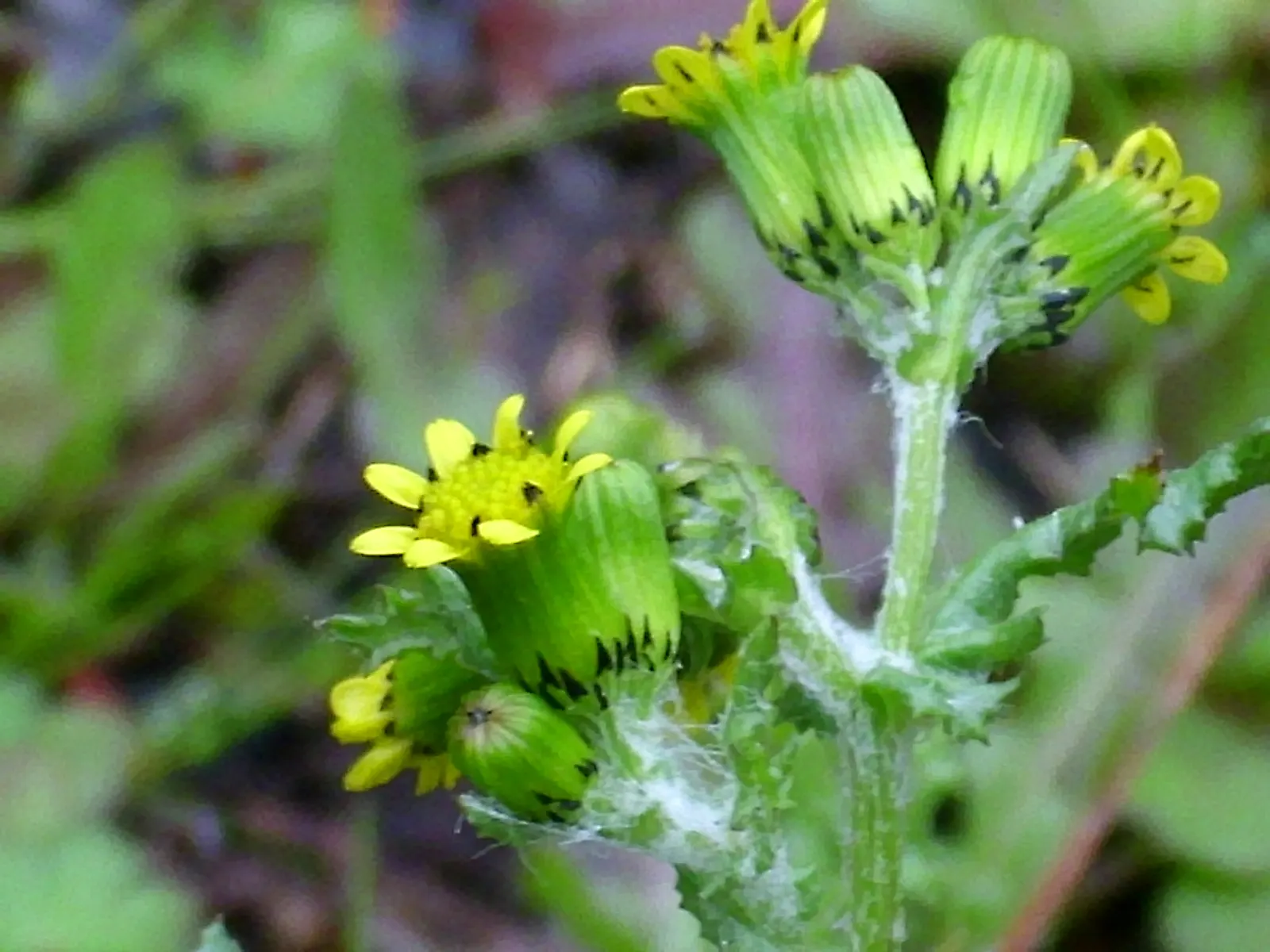 Silver Dormouse Brachyglottis (Brachyglottis 'Silver Dormouse') — or container plantings.<br><br>The ovate; brachyglottis 'Silver Dormouse' is, image 95