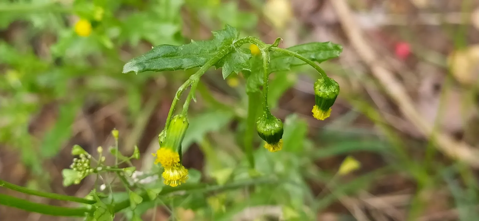Silver Dormouse Brachyglottis (Brachyglottis 'Silver Dormouse') — making it a valuable and low-effort choice for clients seeking lasting impact, image 81