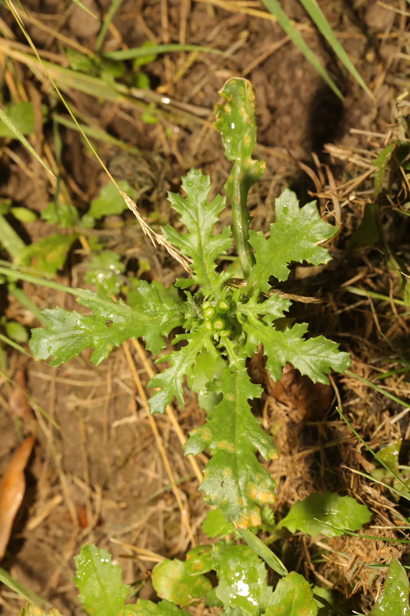 Silver Dormouse Brachyglottis (Brachyglottis 'Silver Dormouse') — Drought-tolerant and low-maintenance, this evergreen prefers well-drained soil, image 117