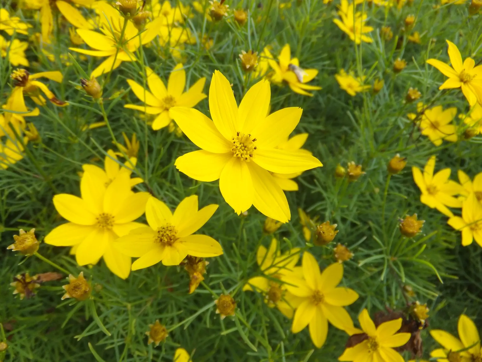 Moonbeam Threadleaf Coreopsis (Coreopsis Verticillata 'Moonbeam') — Its airy form and enduring flowers are perfect for borders