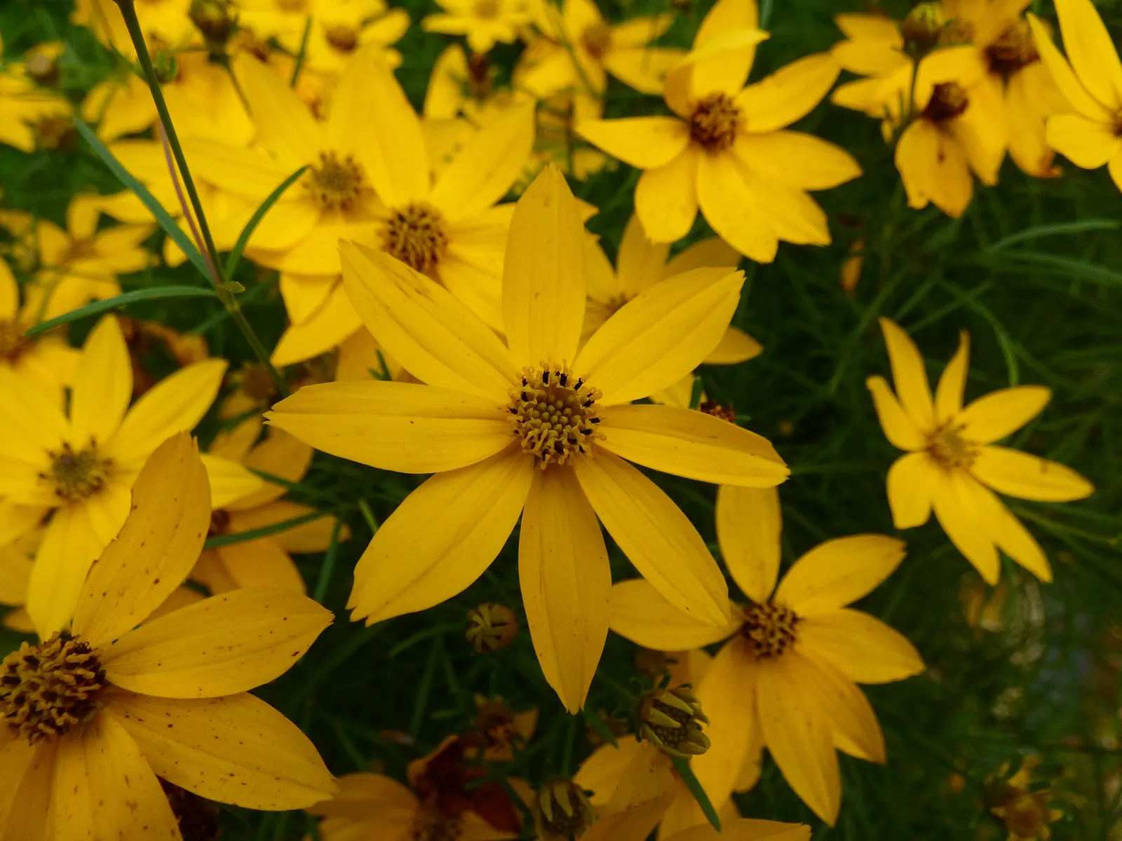 Moonbeam Threadleaf Coreopsis (Coreopsis Verticillata 'Moonbeam') — This variety thrives in USDA hardiness zones 3 through 9 and prefers full sun, image 64