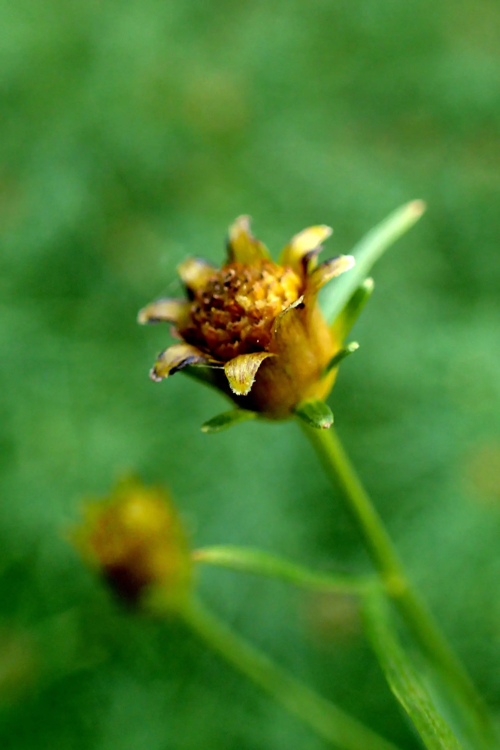 Moonbeam Threadleaf Coreopsis (Coreopsis Verticillata 'Moonbeam') — offering a harmonious color contrast and texture variation that can elevate any garden