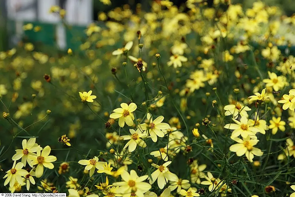 Moonbeam Threadleaf Coreopsis (Coreopsis Verticillata 'Moonbeam') — Its airy form and enduring flowers are perfect for borders; perennial with, image 56