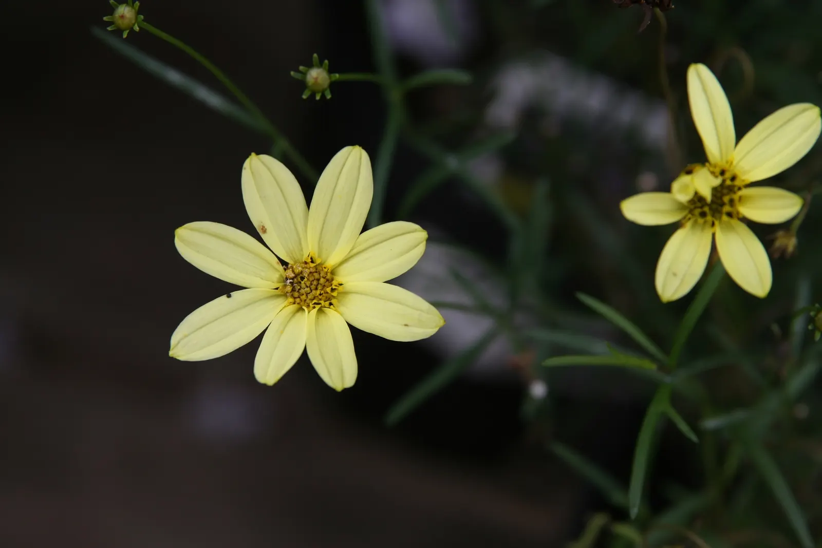 Moonbeam Threadleaf Coreopsis (Coreopsis Verticillata 'Moonbeam') — plant in groups or mass plantings about 16 to 20 inches apart to allow for, image 46