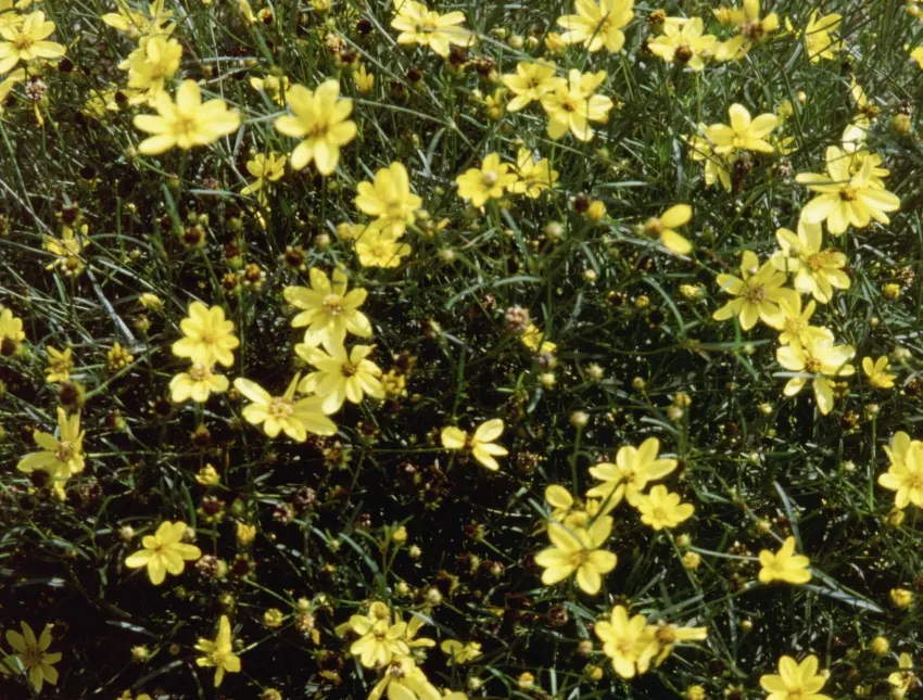 Moonbeam Threadleaf Coreopsis (Coreopsis Verticillata 'Moonbeam') — Thriving in USDA zones 3-9, this drought-tolerant beauty enjoys full sun and, image 55