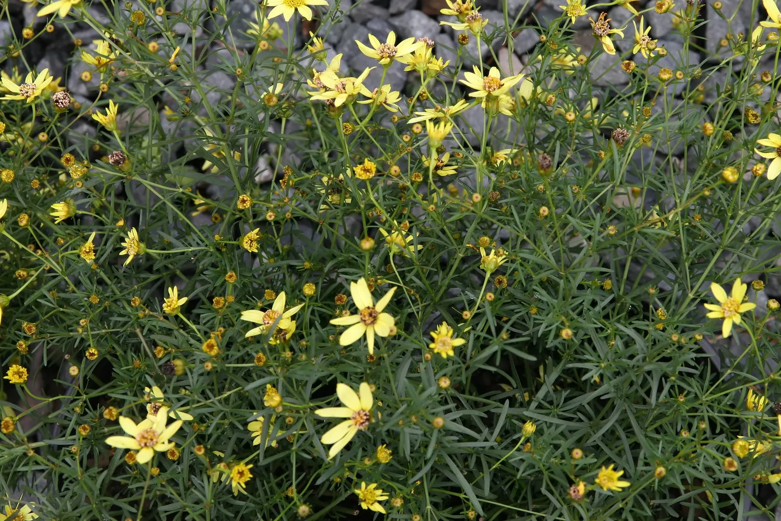 Moonbeam Threadleaf Coreopsis (Coreopsis Verticillata 'Moonbeam') — The Coreopsis verticillata 'Moonbeam' is a flourishing perennial, presenting, image 27