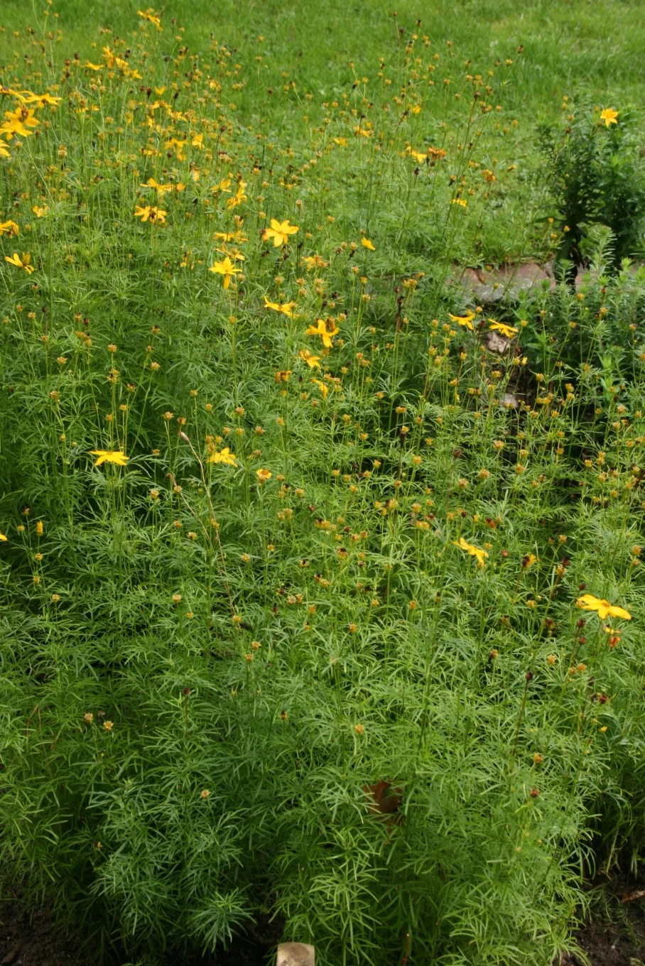 Moonbeam Threadleaf Coreopsis (Coreopsis Verticillata 'Moonbeam') — The Coreopsis verticillata 'Moonbeam' is a flourishing perennial, presenting, image 53