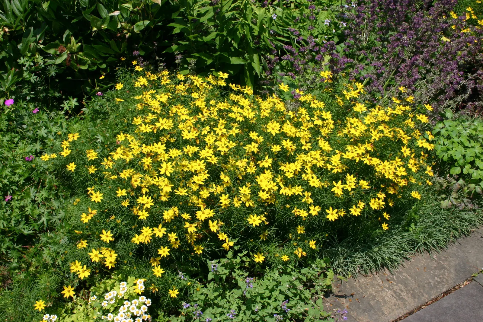 Moonbeam Threadleaf Coreopsis (Coreopsis Verticillata 'Moonbeam') — Growing 1.5 to 2 feet tall with an equal spread, it features pale yellow blooms, image 54