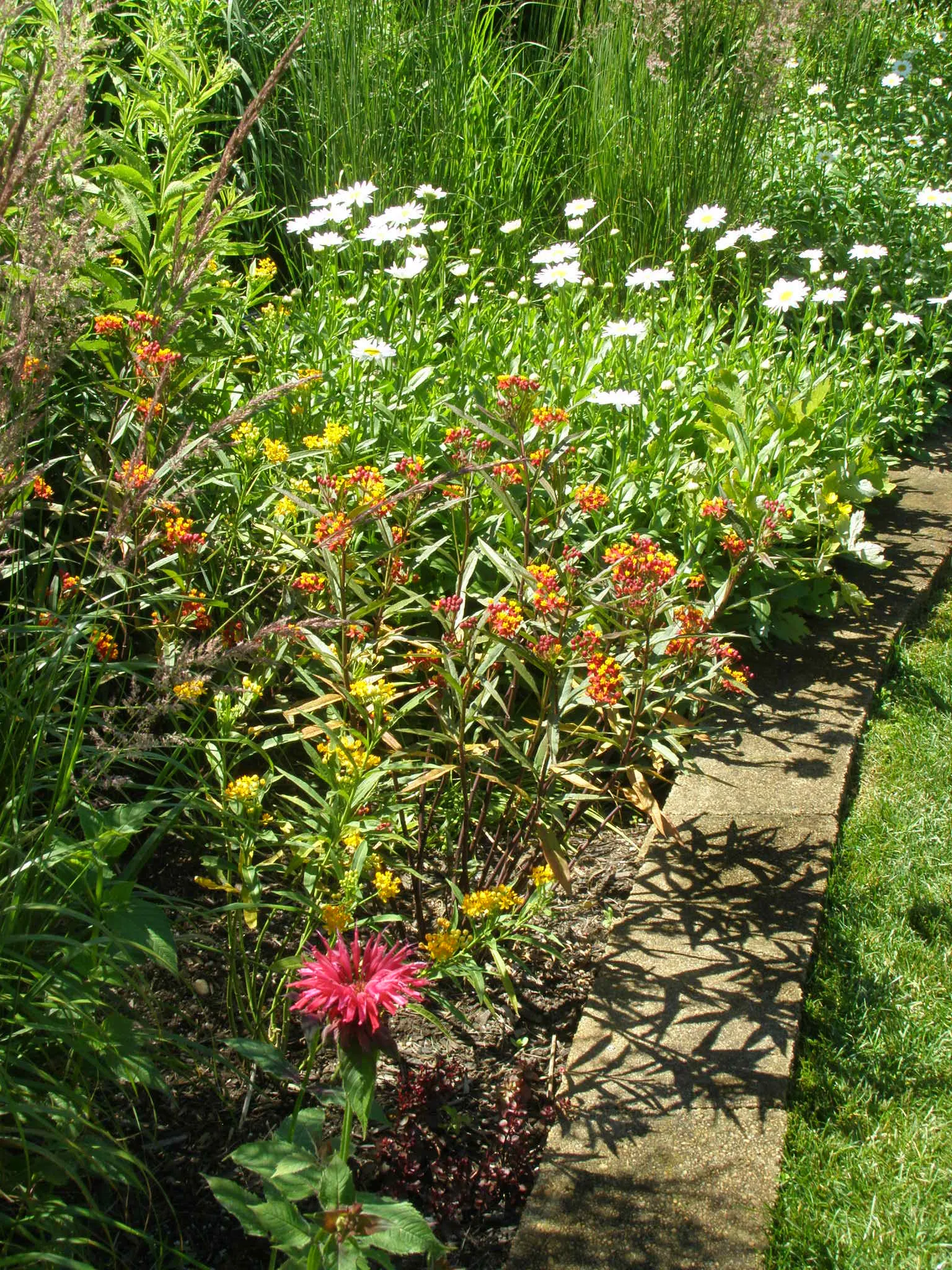 Moonbeam Threadleaf Coreopsis (Coreopsis Verticillata 'Moonbeam') — Ensure well-draining soil to prevent root rot, as this plant does not tolerate wet