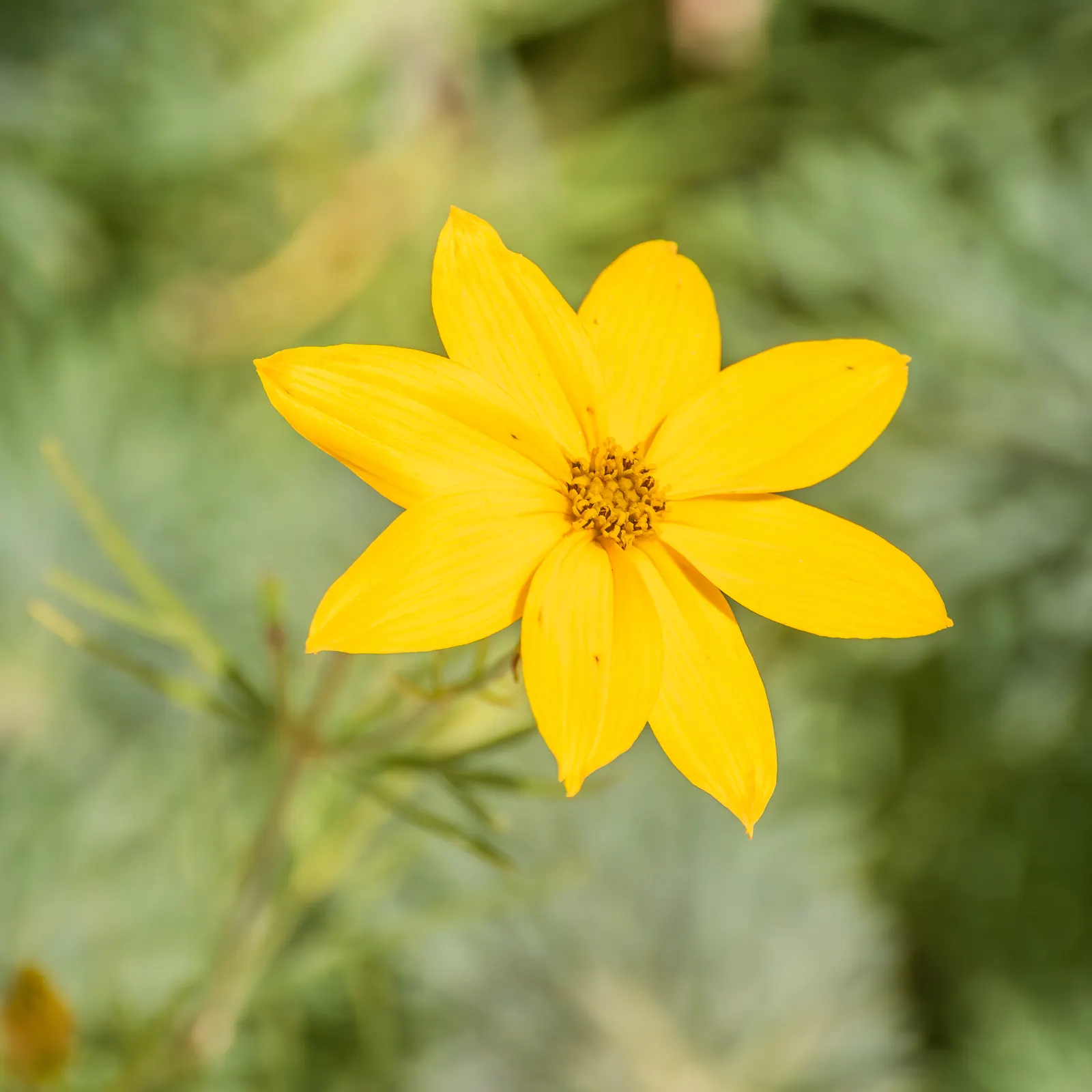 Moonbeam Threadleaf Coreopsis (Coreopsis Verticillata 'Moonbeam') — It is relatively deer-resistant; making it a practical choice in areas where deer browsing